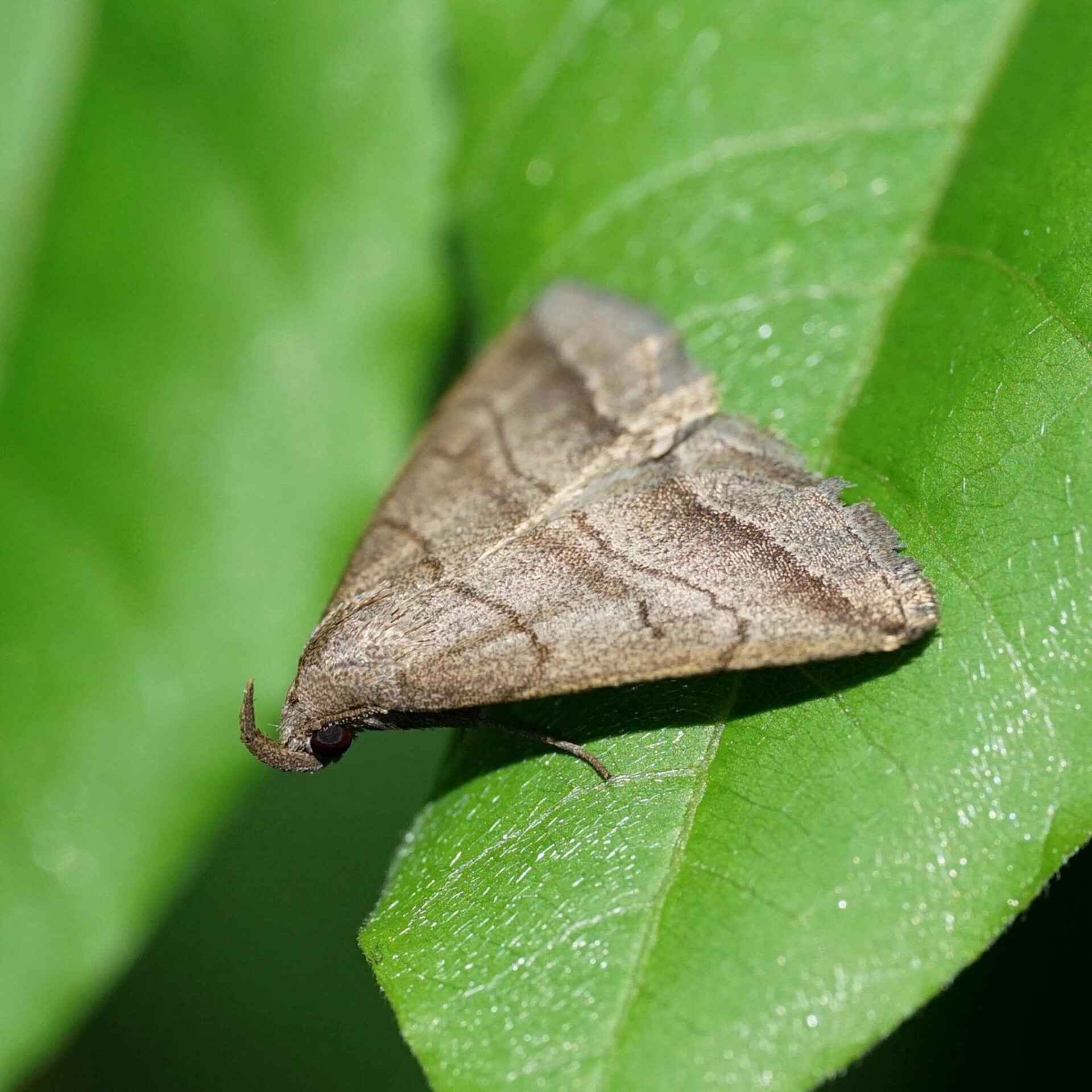 wirflatternauf heimische nachtfalter österreich urbanek biller gasparitz