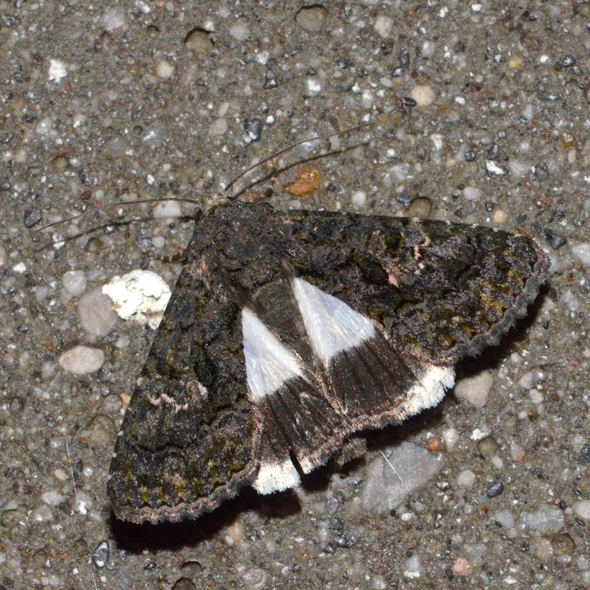 wir flattern auf heimische nachtfalter tagfalter raupen nahrungspflanzen österreich petra urbanek inge biller sabine gasparitz wirflatternauf bugs-team