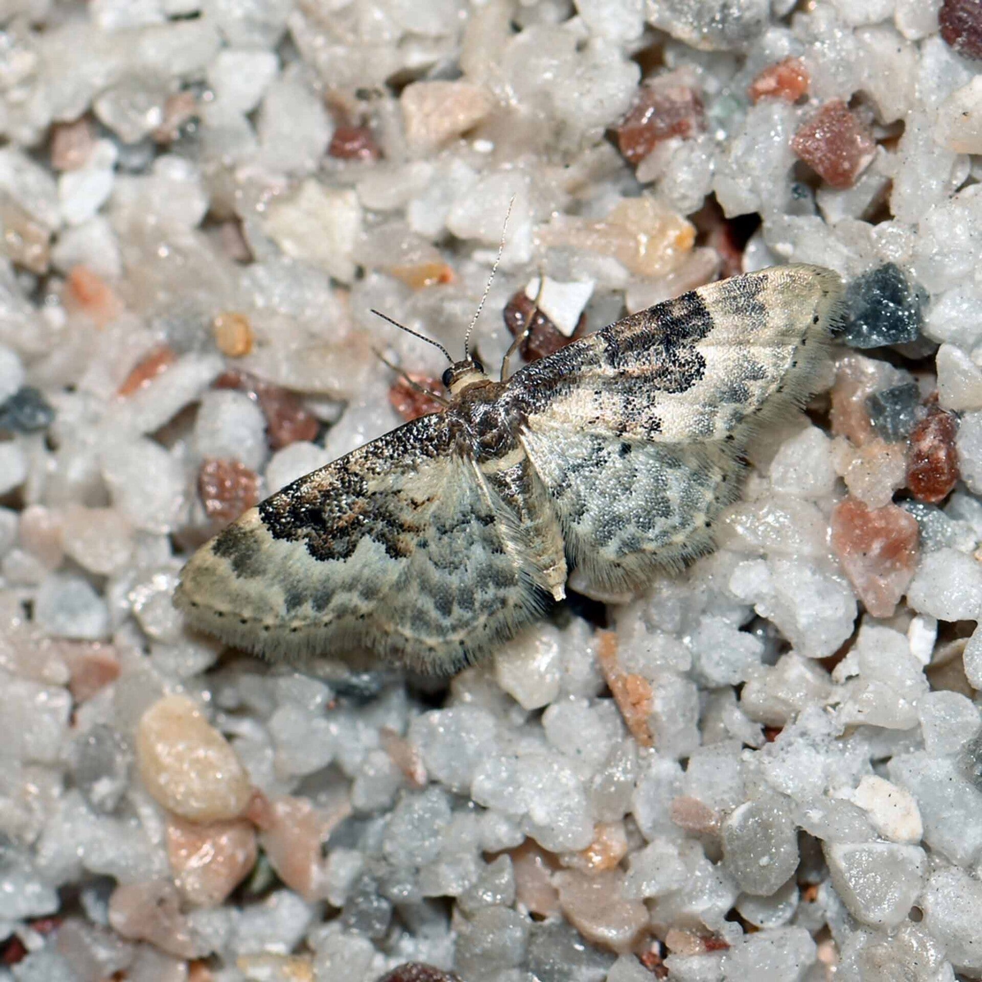 wir flattern auf heimische nachtfalter tagfalter raupen nahrungspflanzen österreich petra urbanek inge biller sabine gasparitz wirflatternauf bugs-team