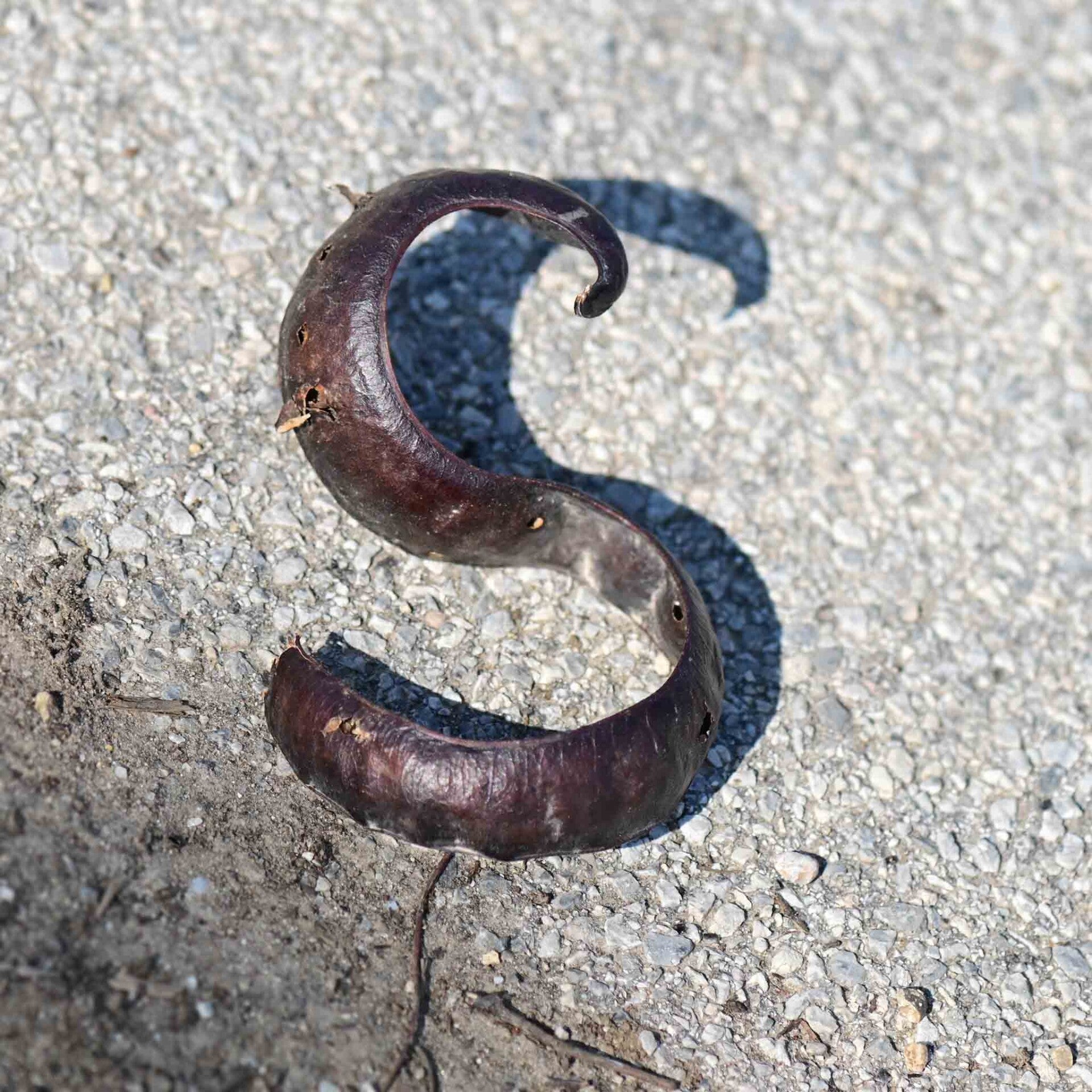 wir flattern auf heimische nachtfalter tagfalter raupen nahrungspflanzen österreich petra urbanek inge biller sabine gasparitz wirflatternauf bugs-team
