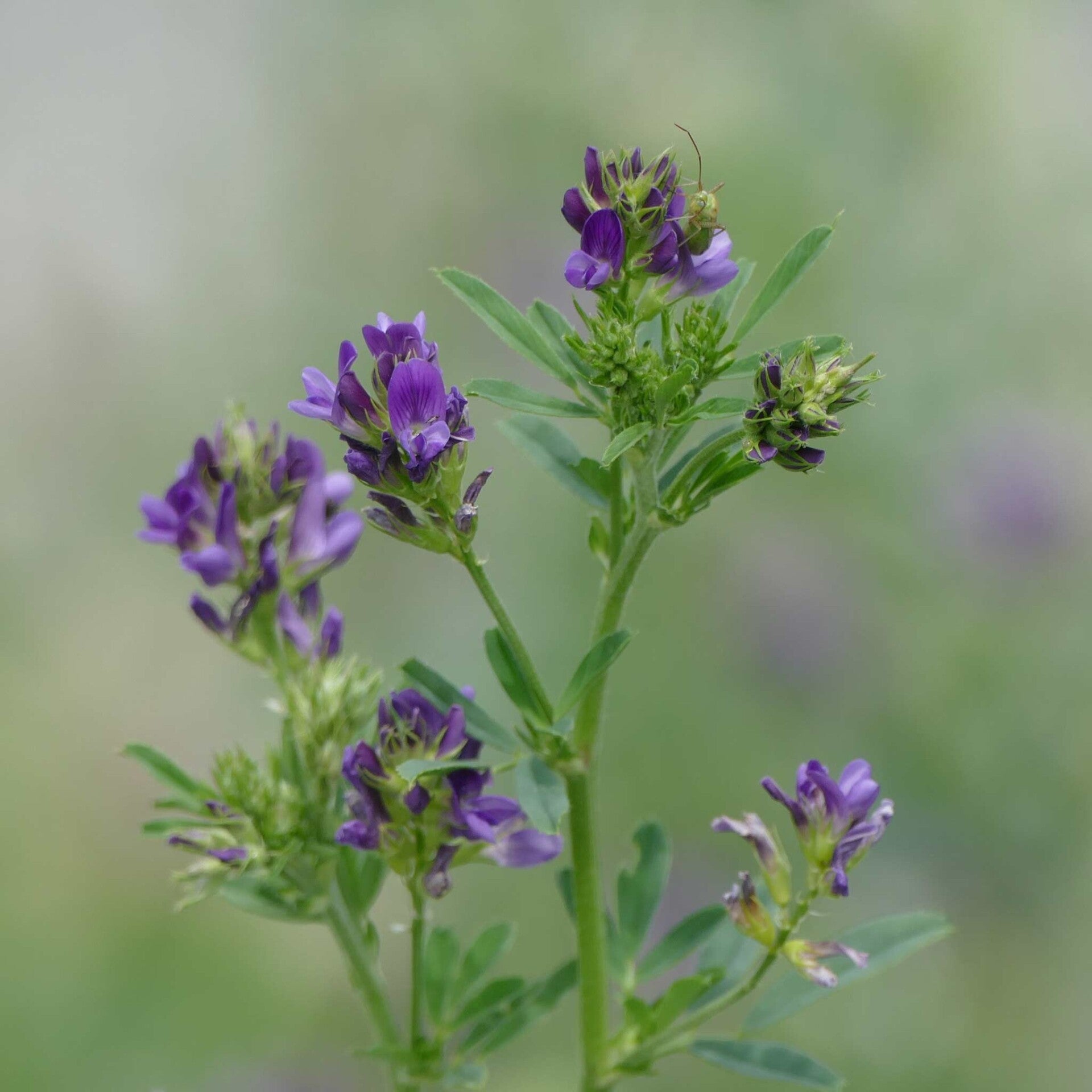 wir flattern auf heimische nachtfalter tagfalter raupen nahrungspflanzen österreich petra urbanek inge biller sabine gasparitz wirflatternauf bugs-team