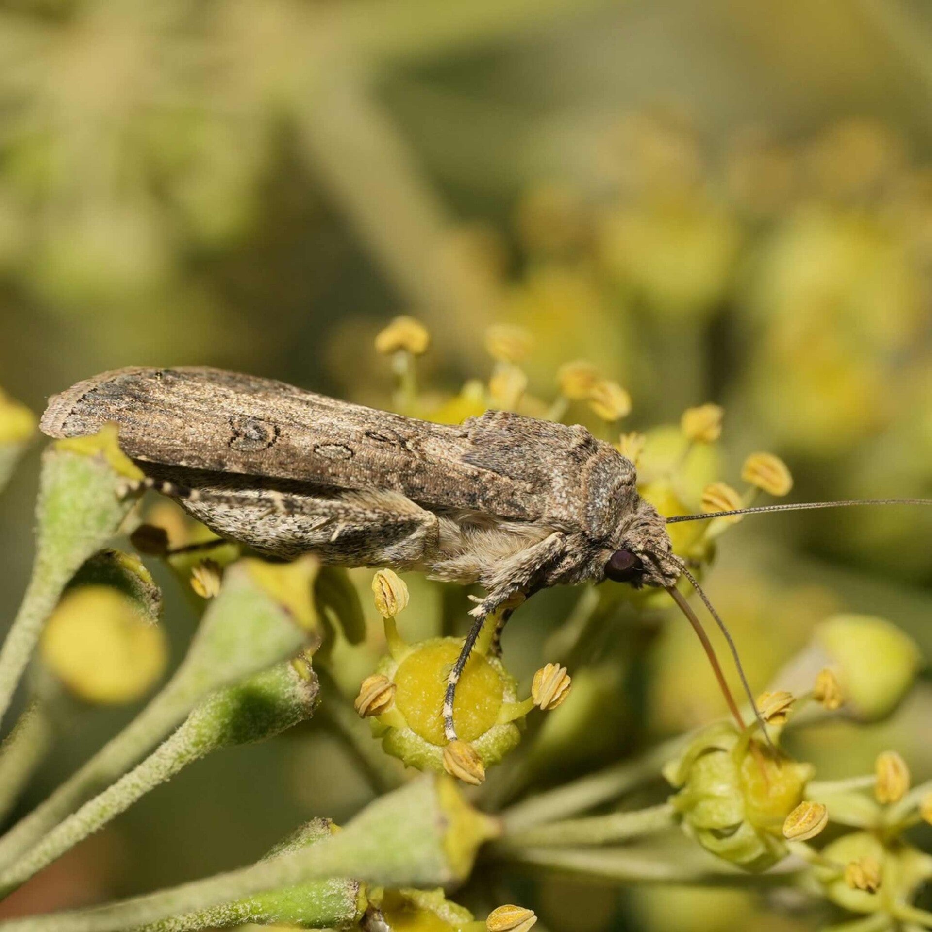wir flattern auf heimische nachtfalter tagfalter raupen nahrungspflanzen österreich petra urbanek inge biller sabine gasparitz wirflatternauf bugs-team
