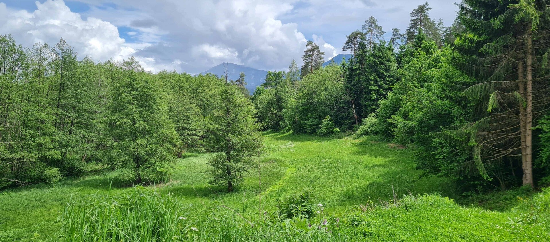 wir flattern auf heimische nachtfalter tagfalter raupen nahrungspflanzen österreich petra urbanek inge biller sabine gasparitz wirflatternauf bugs-team