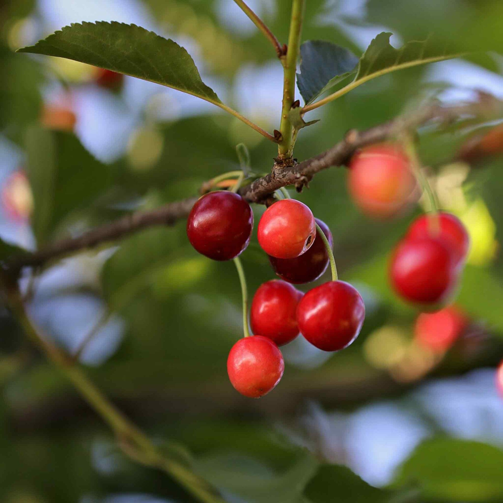 wir flattern auf heimische nachtfalter tagfalter raupen nahrungspflanzen österreich petra urbanek inge biller sabine gasparitz wirflatternauf bugs-team