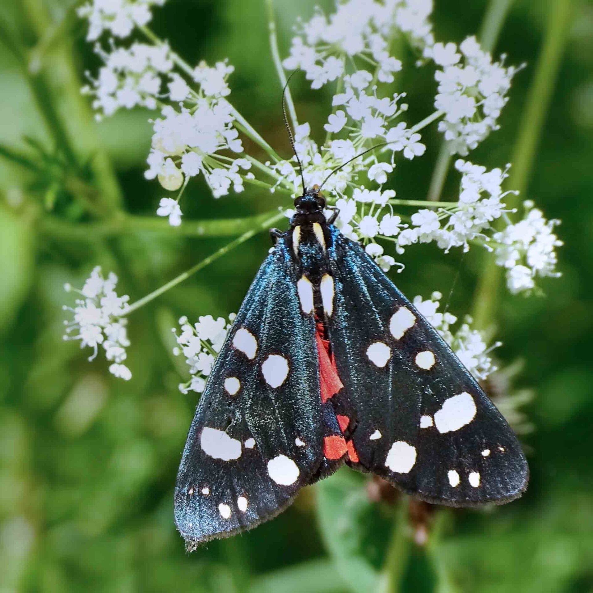 wir flattern auf heimische nachtfalter tagfalter raupen nahrungspflanzen österreich petra urbanek inge biller sabine gasparitz wirflatternauf bugs-team