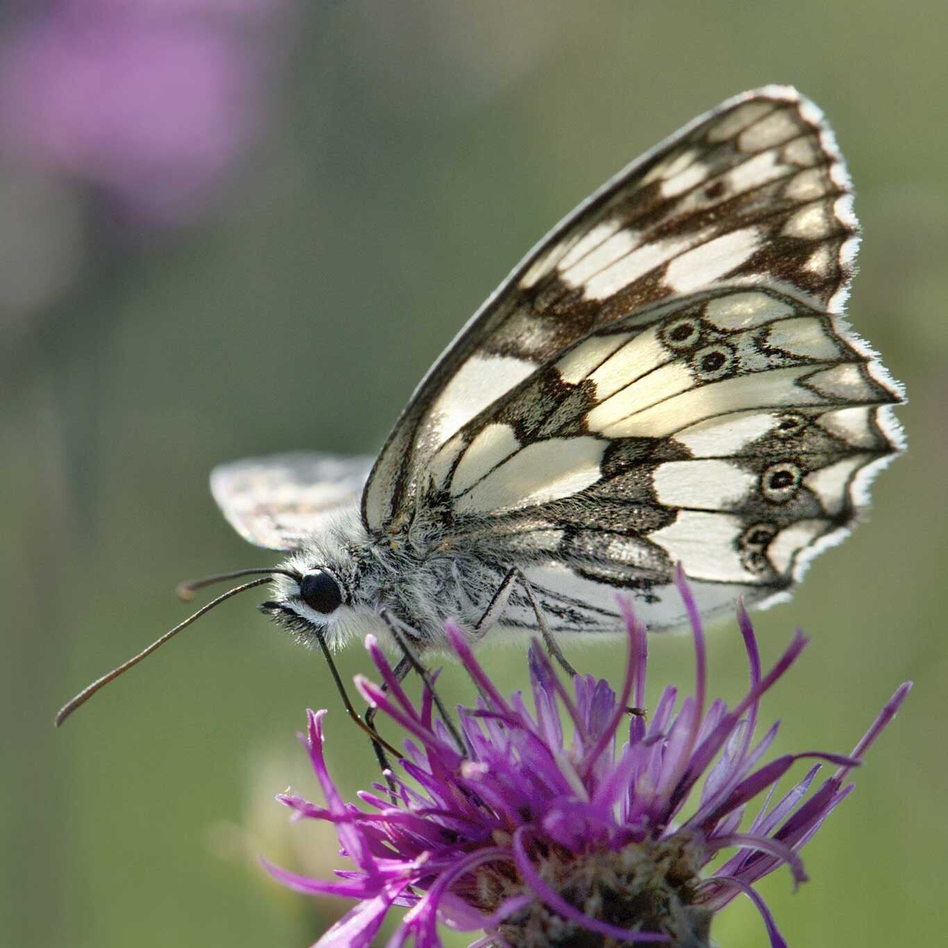 wir flattern auf heimische nachtfalter tagfalter raupen nahrungspflanzen österreich petra urbanek inge biller sabine gasparitz wirflatternauf bugs-team