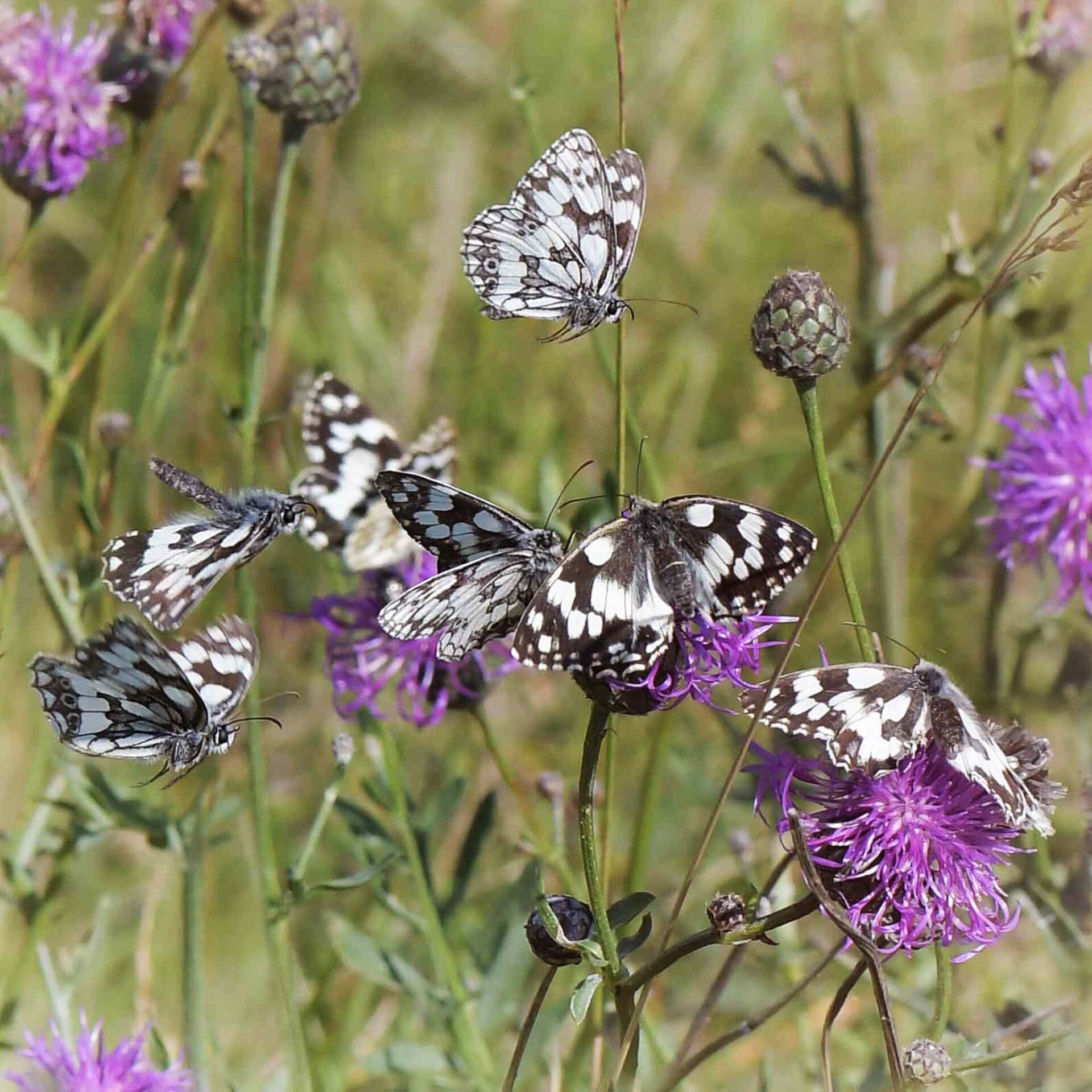 wir flattern auf heimische nachtfalter tagfalter raupen nahrungspflanzen österreich petra urbanek inge biller sabine gasparitz wirflatternauf bugs-team