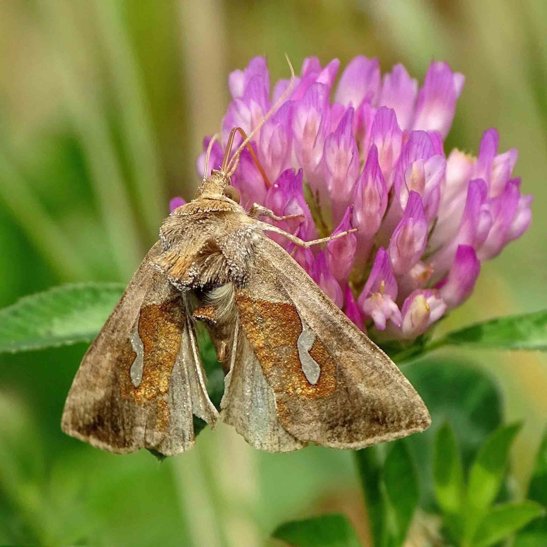 wir flattern auf heimische nachtfalter tagfalter raupen nahrungspflanzen österreich petra urbanek inge biller sabine gasparitz wirflatternauf bugs-team