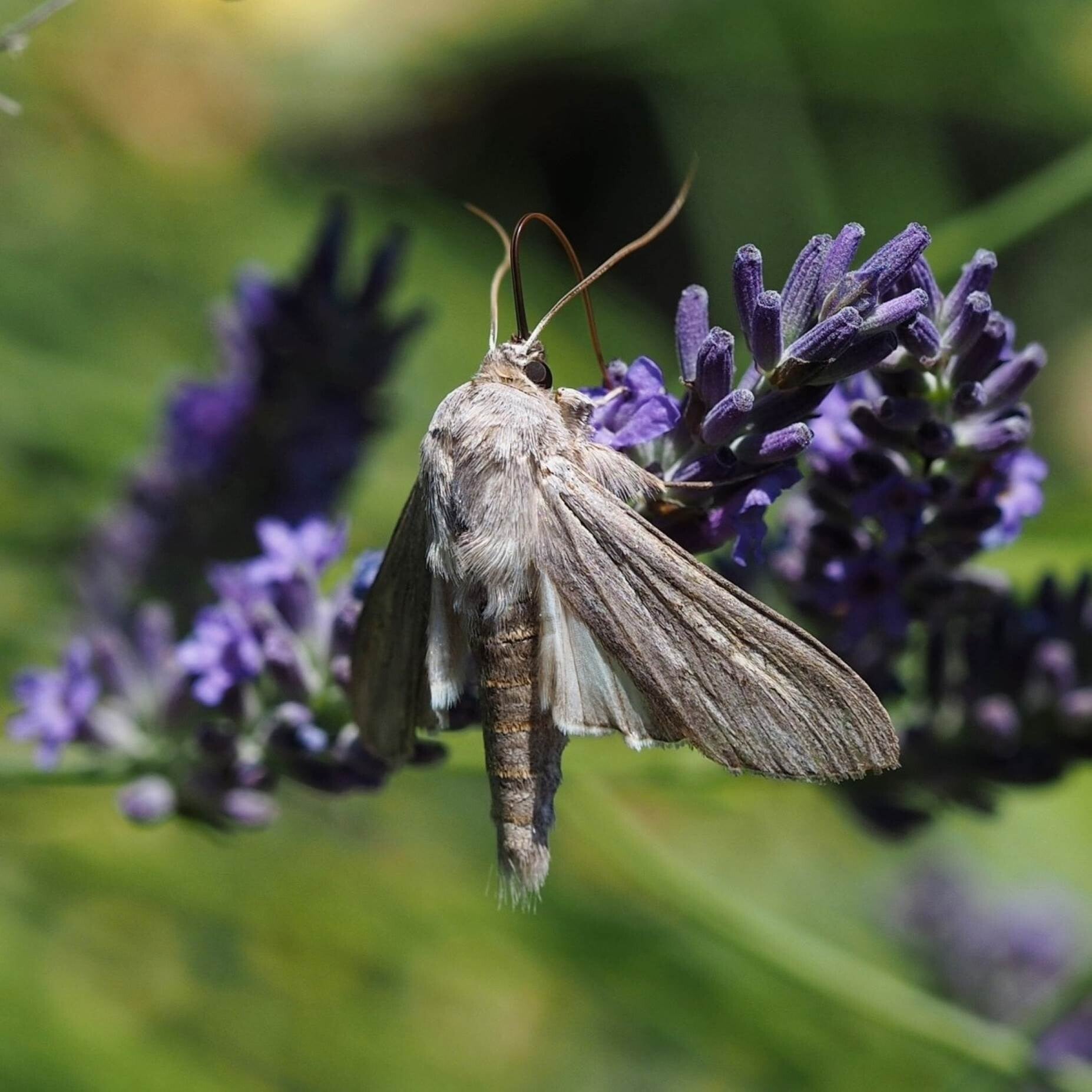 wir flattern auf heimische nachtfalter tagfalter raupen nahrungspflanzen österreich petra urbanek inge biller sabine gasparitz wirflatternauf bugs-team