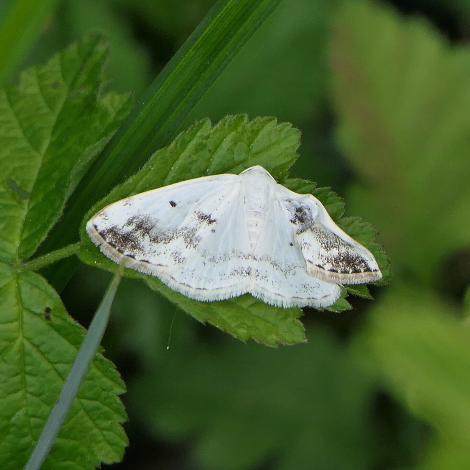 wir flattern auf heimische nachtfalter tagfalter raupen nahrungspflanzen österreich petra urbanek inge biller sabine gasparitz wirflatternauf bugs-team