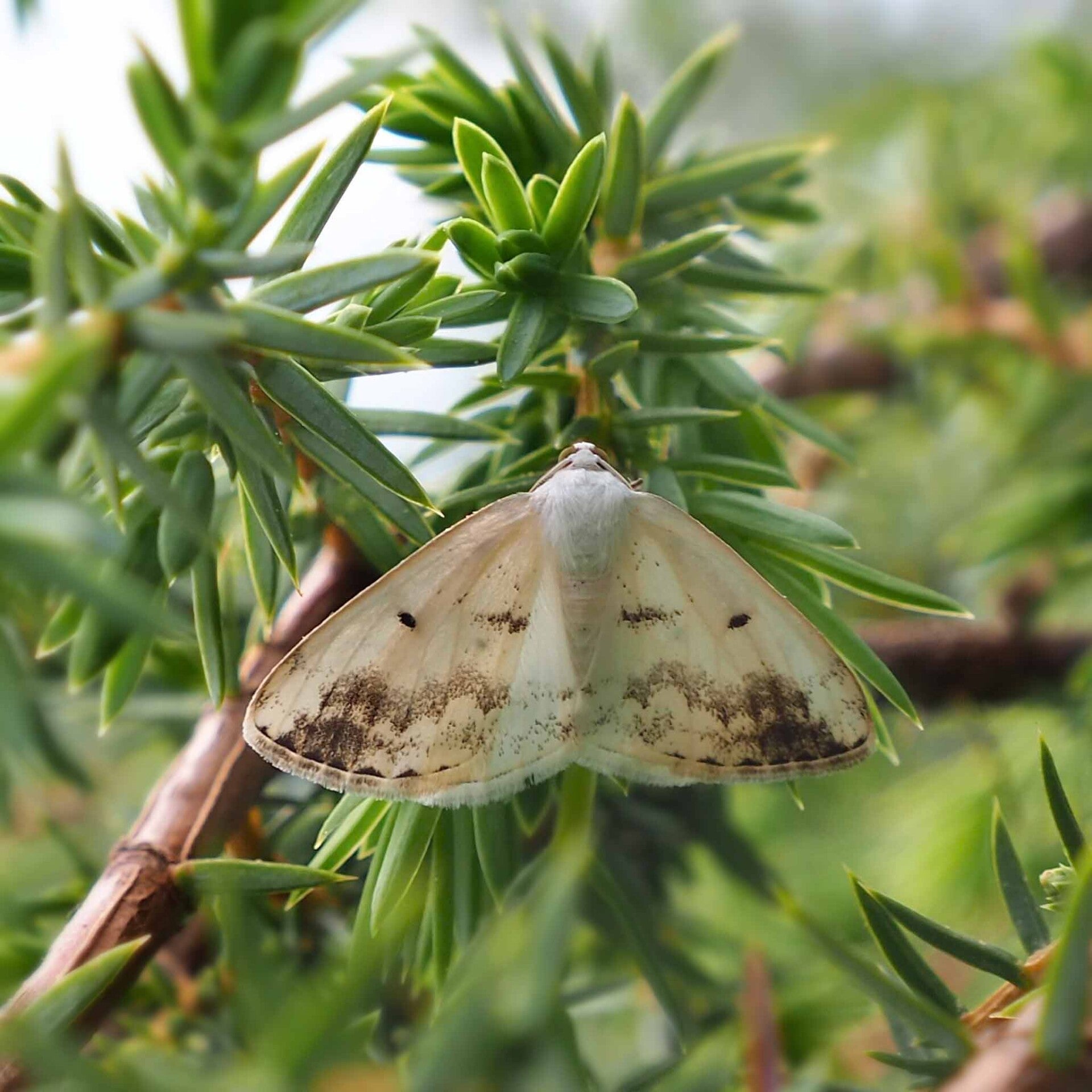 wir flattern auf heimische nachtfalter tagfalter raupen nahrungspflanzen österreich petra urbanek inge biller sabine gasparitz wirflatternauf bugs-team