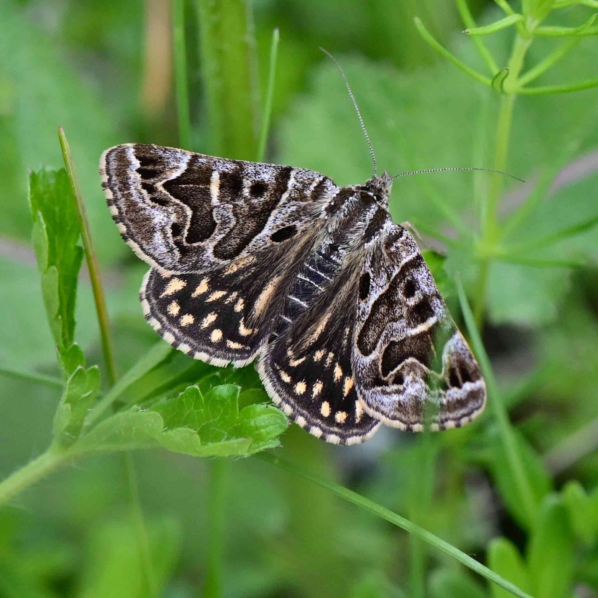 wir flattern auf heimische nachtfalter tagfalter raupen nahrungspflanzen österreich petra urbanek inge biller sabine gasparitz wirflatternauf bugs-team