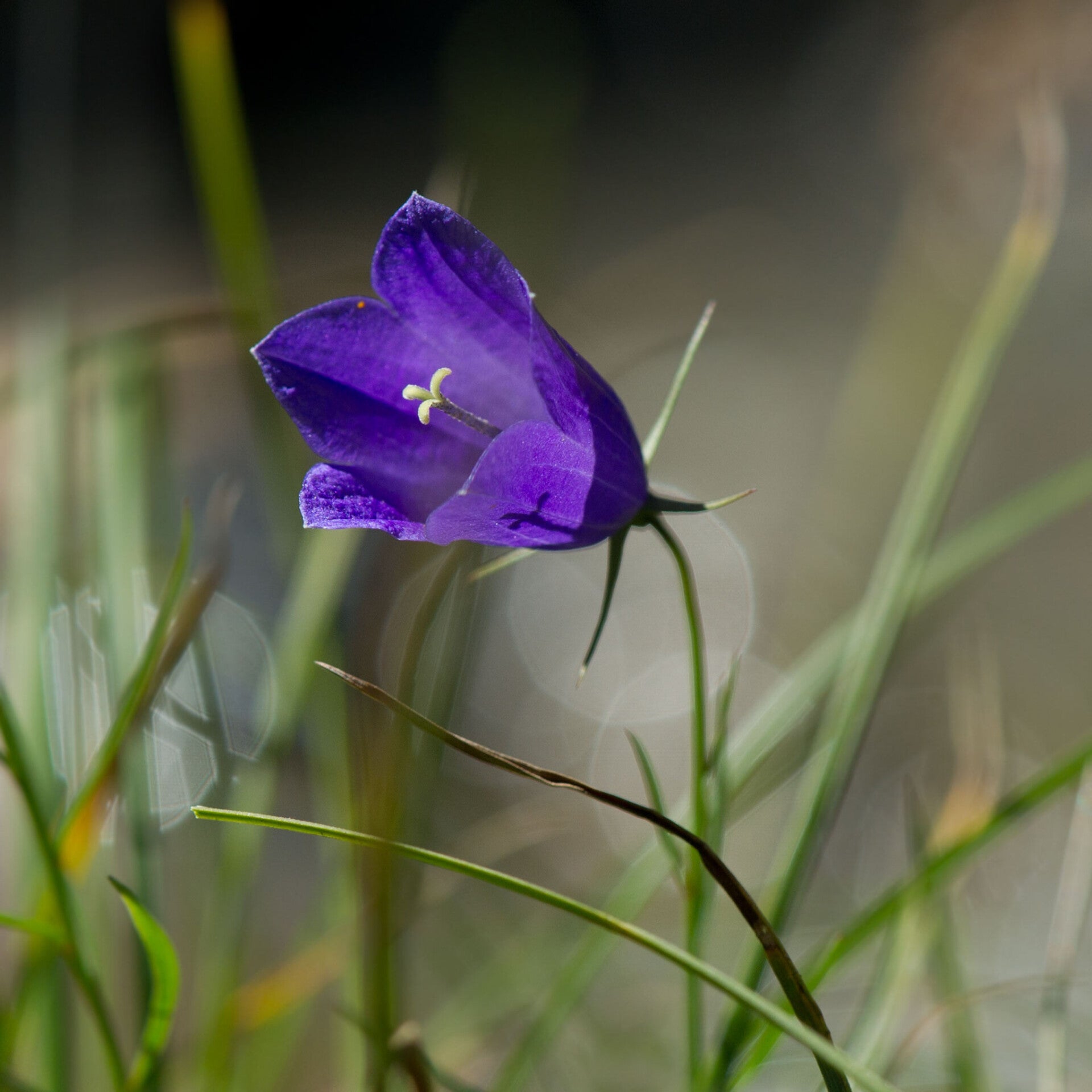 wir flattern auf heimische nachtfalter tagfalter raupen nahrungspflanzen österreich petra urbanek inge biller sabine gasparitz wirflatternauf bugs-team
