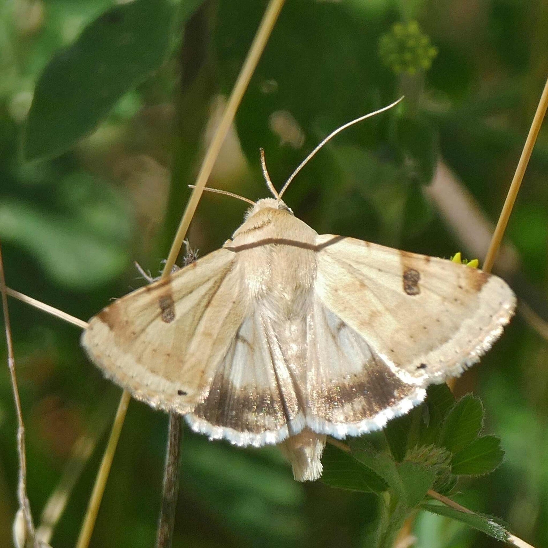 wir flattern auf heimische nachtfalter tagfalter raupen nahrungspflanzen österreich petra urbanek inge biller sabine gasparitz wirflatternauf bugs-team