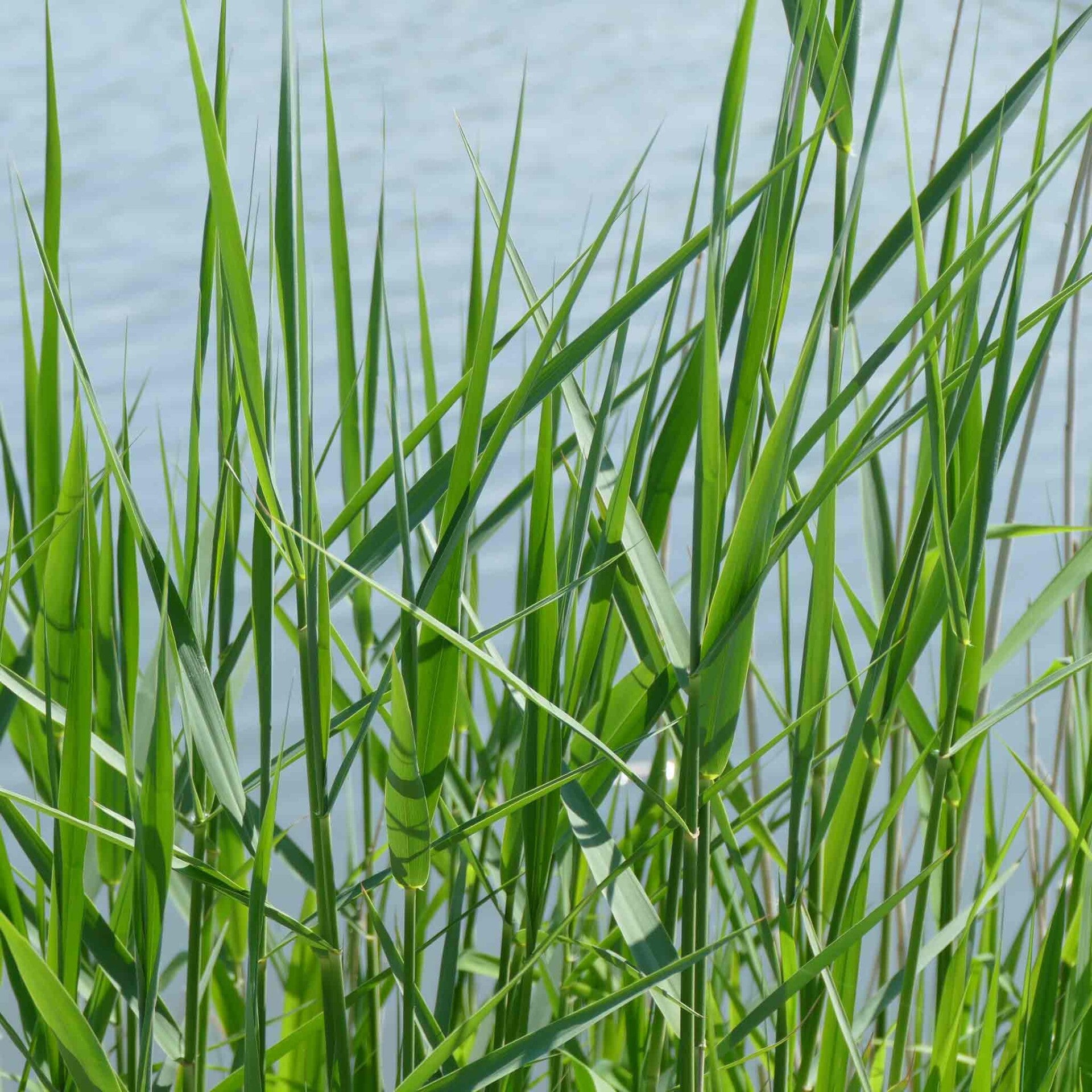 wir flattern auf heimische nachtfalter tagfalter raupen nahrungspflanzen österreich petra urbanek inge biller sabine gasparitz wirflatternauf bugs-team