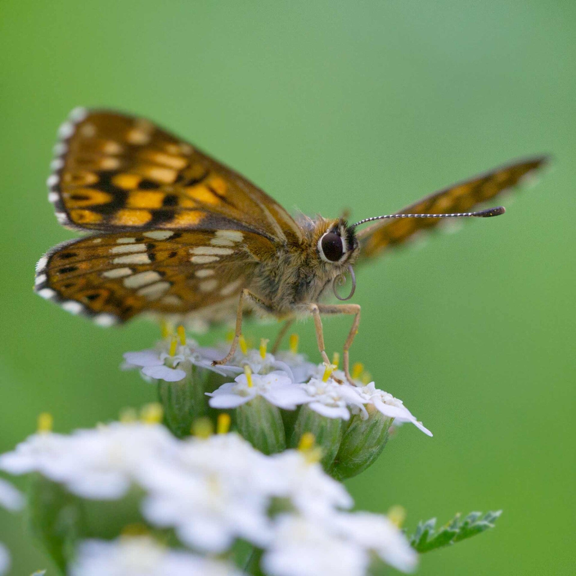 wir flattern auf heimische nachtfalter tagfalter raupen nahrungspflanzen österreich petra urbanek inge biller sabine gasparitz wirflatternauf bugs-team