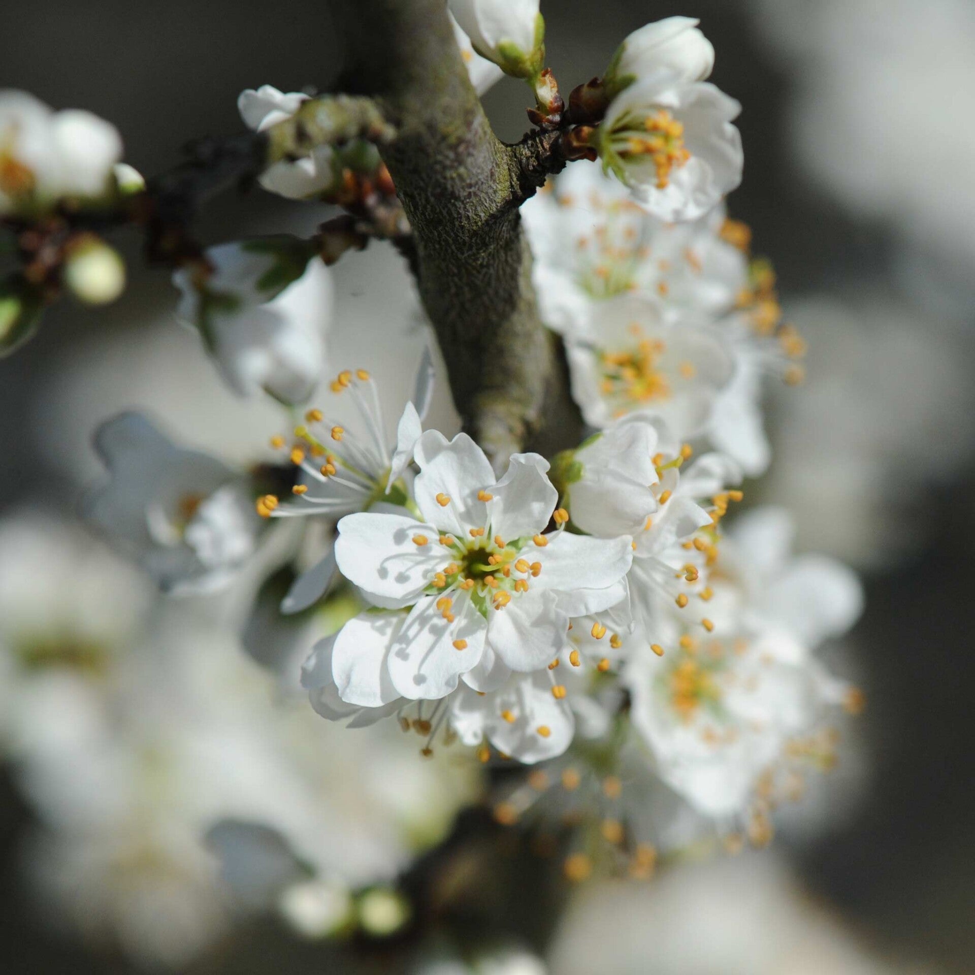 wir flattern auf heimische nachtfalter tagfalter raupen nahrungspflanzen österreich petra urbanek inge biller sabine gasparitz wirflatternauf bugs-team