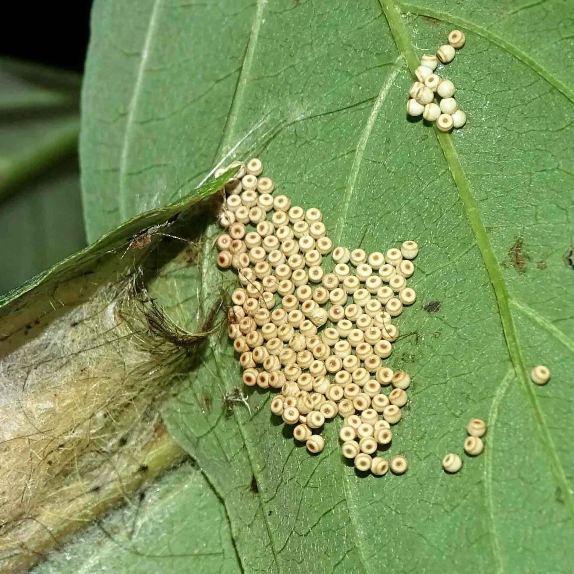 Orgyia antiqua das Schlehen-Bürstenspinner