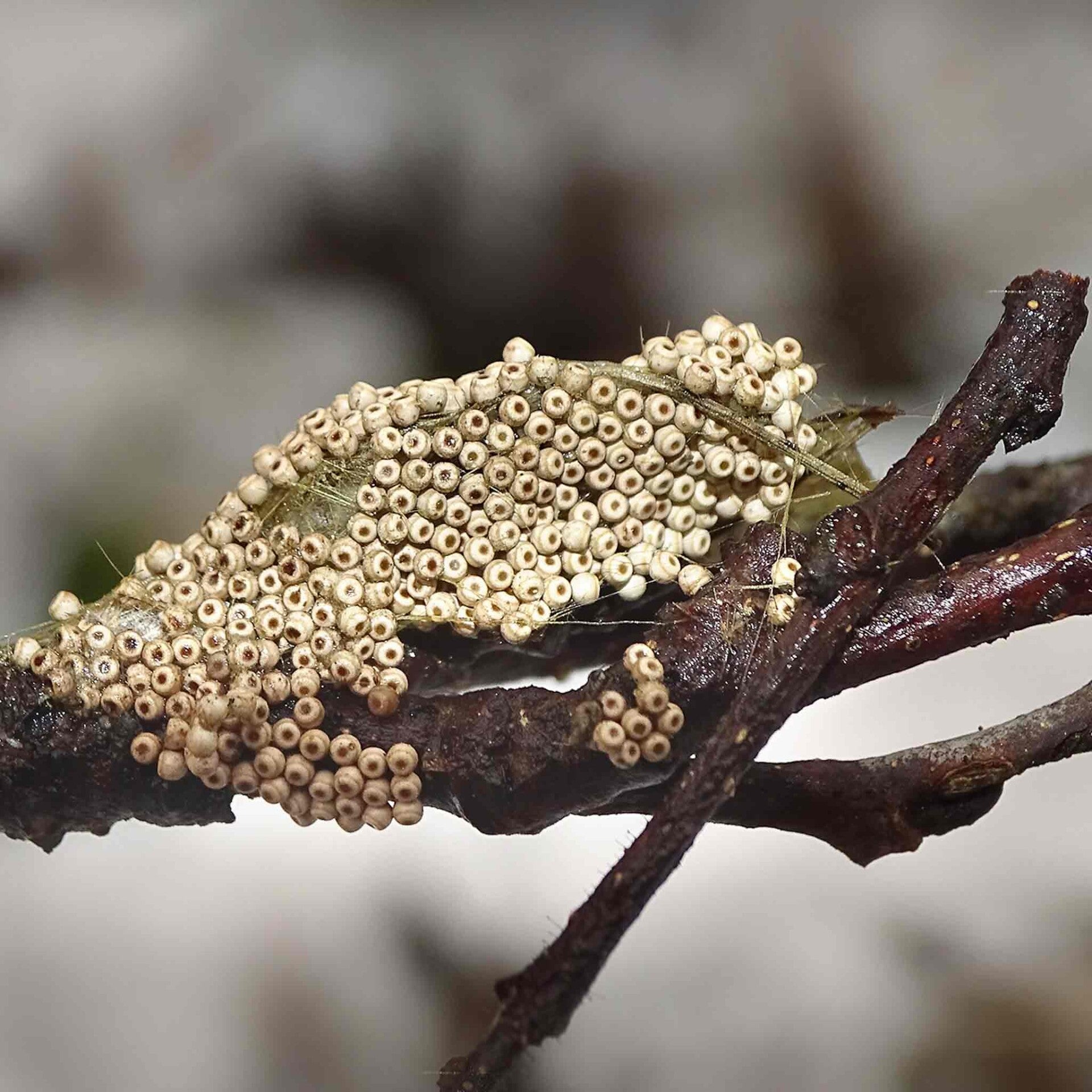 Orgyia antiqua das Schlehen-Bürstenspinner