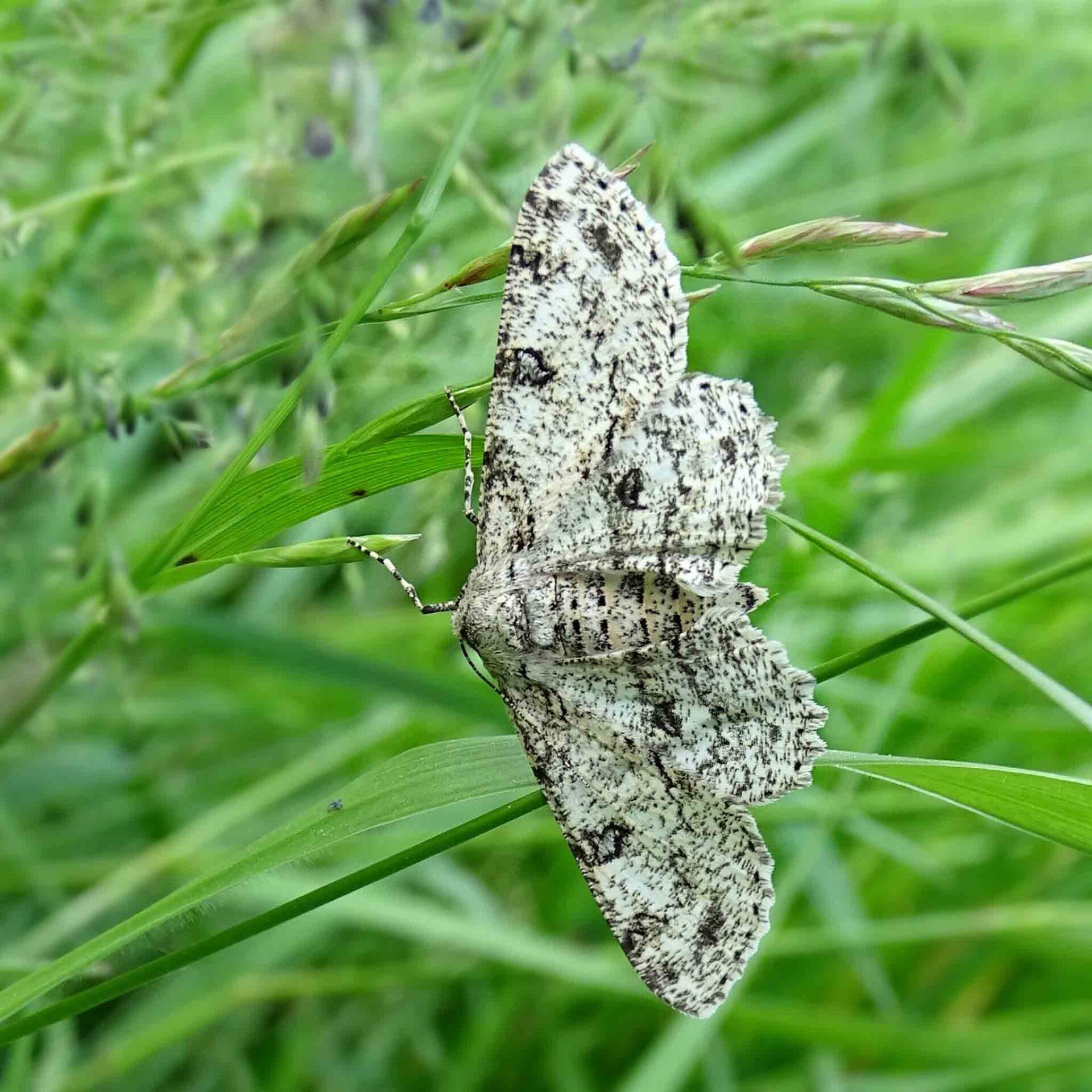wir flattern auf heimische nachtfalter tagfalter raupen nahrungspflanzen österreich petra urbanek inge biller sabine gasparitz wirflatternauf bugs-team