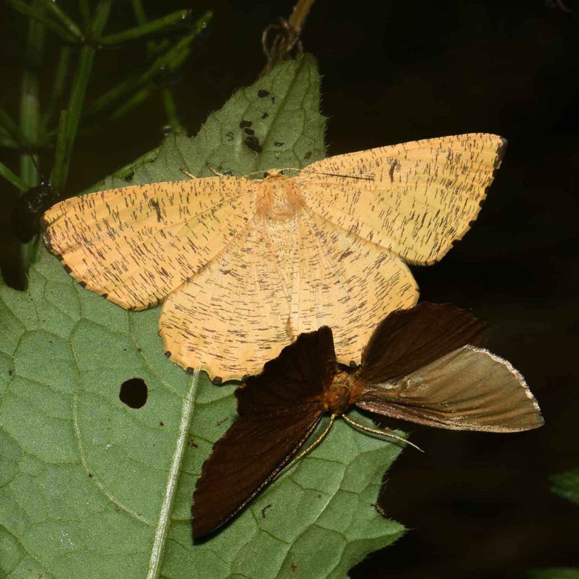 wir flattern auf heimische nachtfalter tagfalter raupen nahrungspflanzen österreich petra urbanek inge biller sabine gasparitz wirflatternauf bugs-team