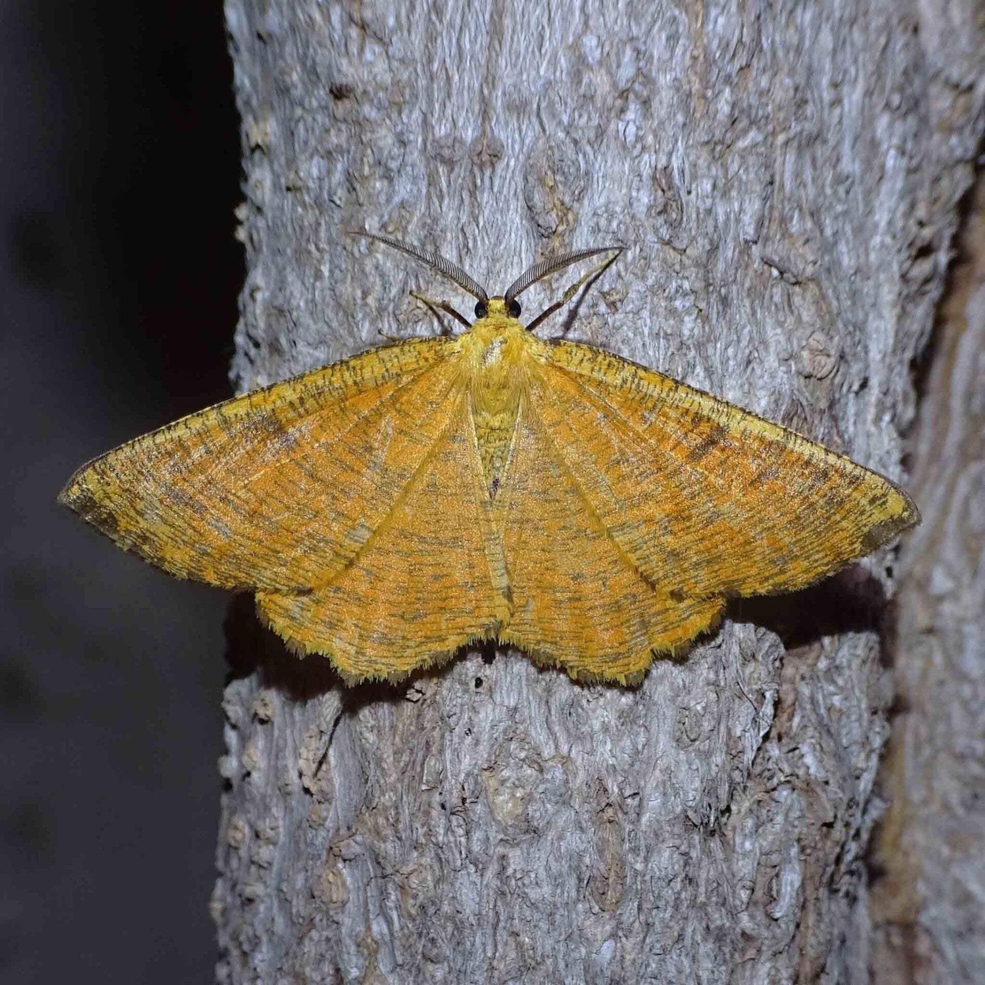 wir flattern auf heimische nachtfalter tagfalter raupen nahrungspflanzen österreich petra urbanek inge biller sabine gasparitz wirflatternauf bugs-team