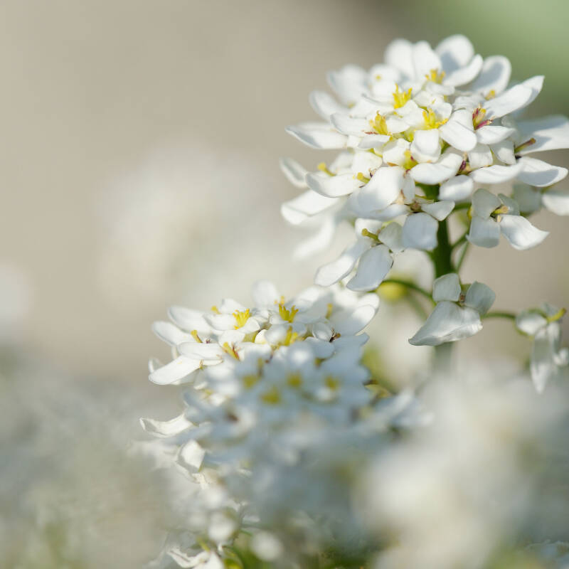 Schleifenblume / Kittenberg