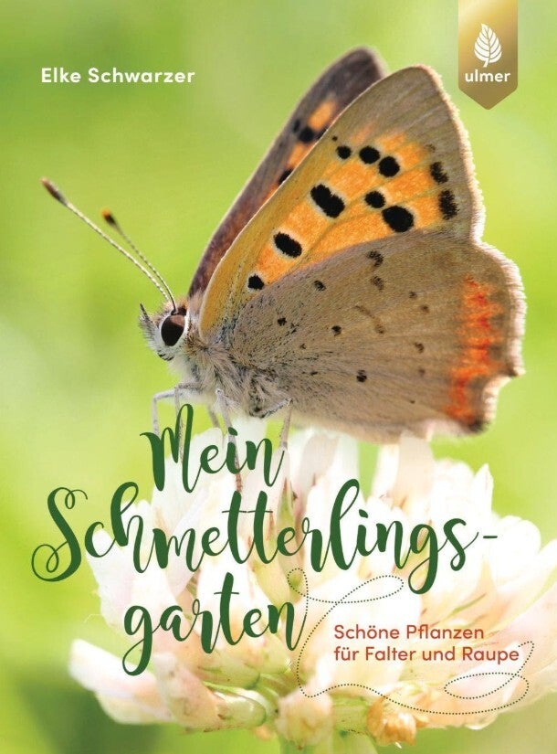 wir flattern auf heimische nachtfalter tagfalter raupen nahrungspflanzen österreich petra urbanek inge biller sabine gasparitz wirflatternauf bugs-team