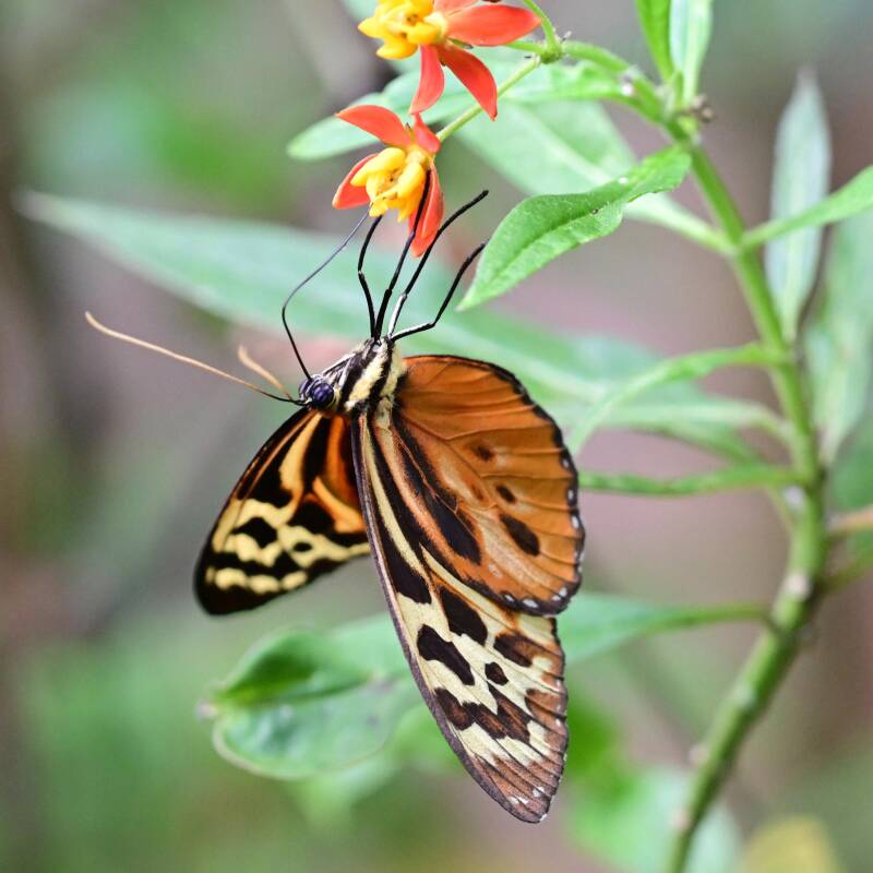 Tithorea harmonia / Walsrode