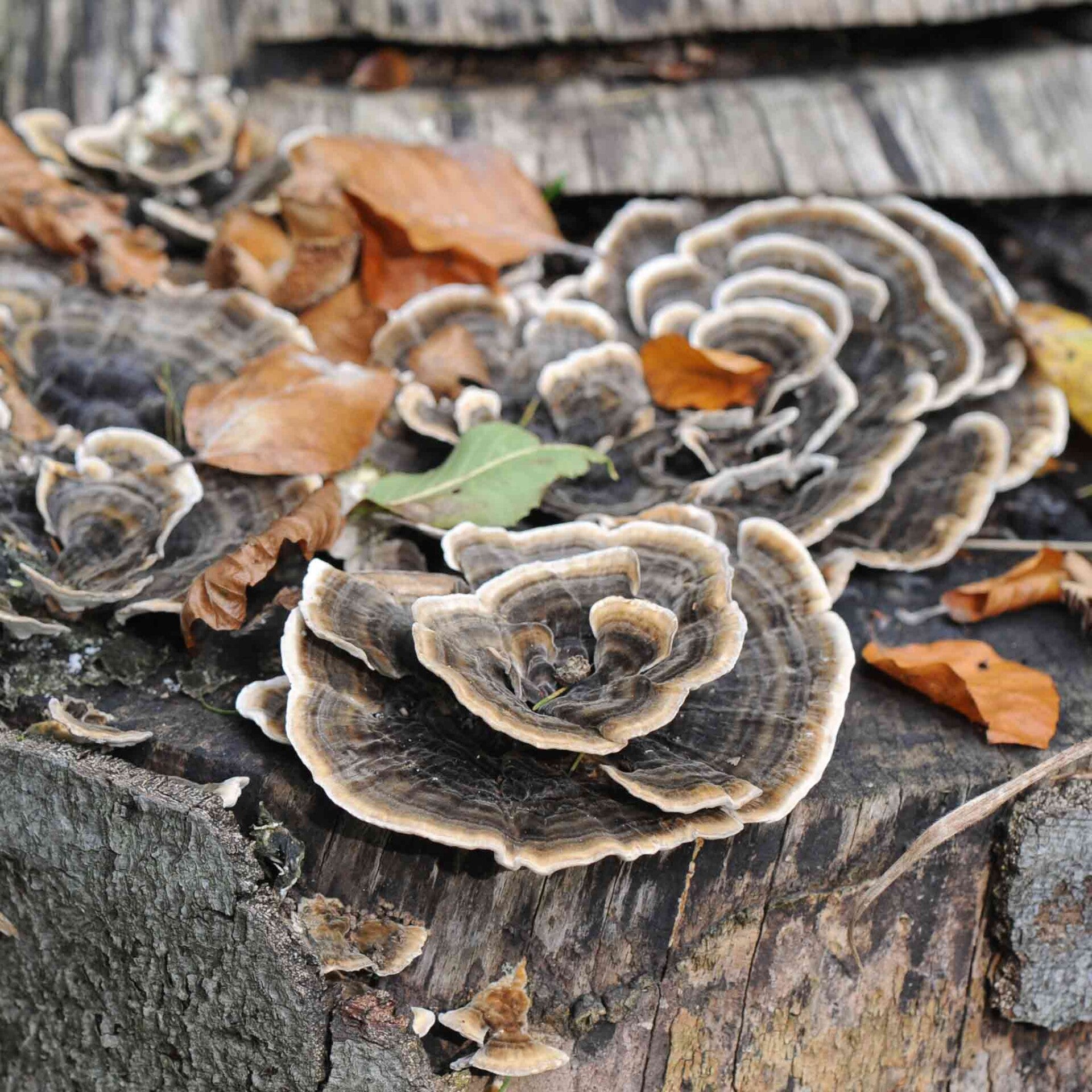 wir flattern auf heimische nachtfalter tagfalter raupen nahrungspflanzen österreich petra urbanek inge biller sabine gasparitz wirflatternauf bugs-team