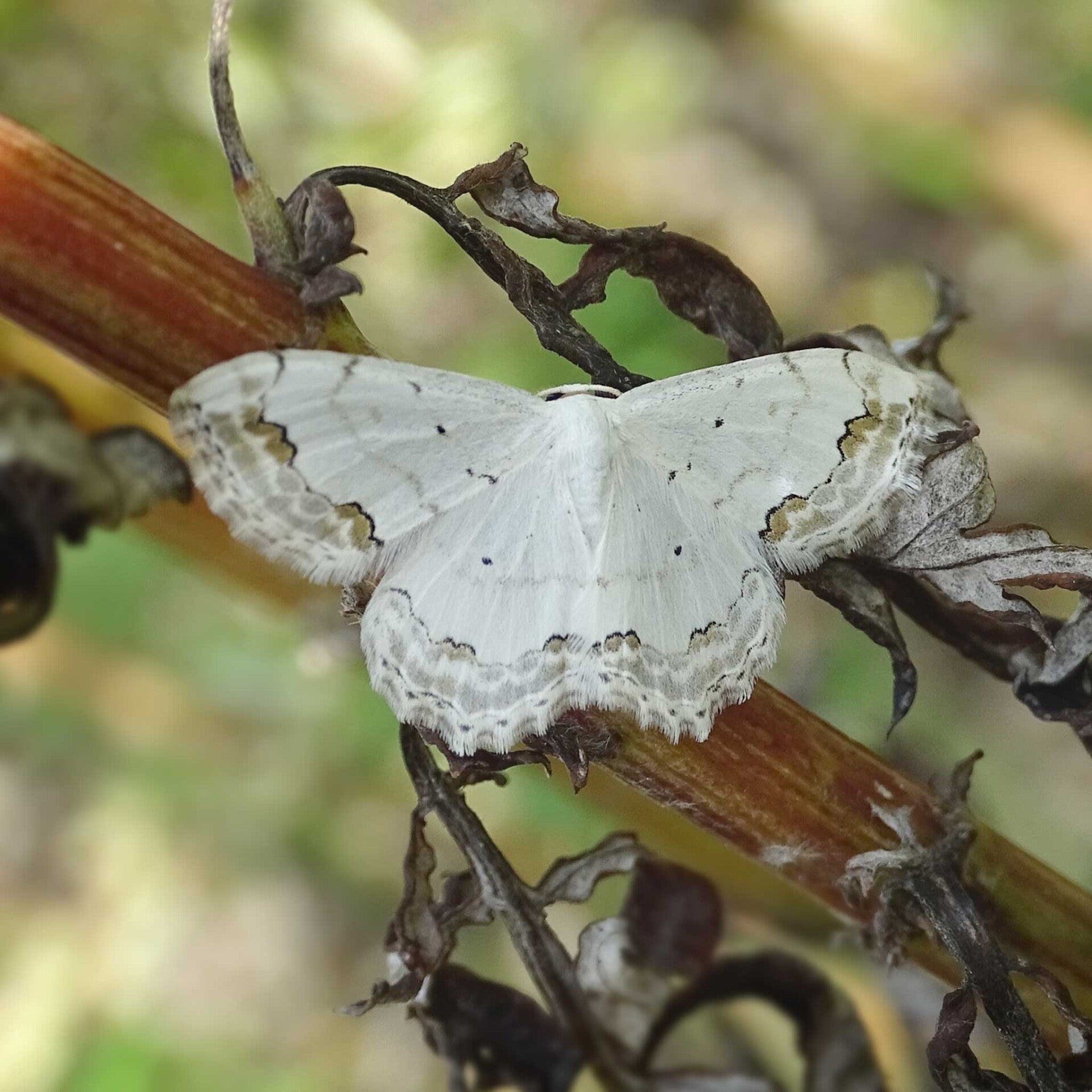 Spanner Geometridae  wir flattern auf heimische nachtfalter tagfalter raupen nahrungspflanzen österreich petra urbanek inge biller sabine gasparitz wirflatternauf bugs-team