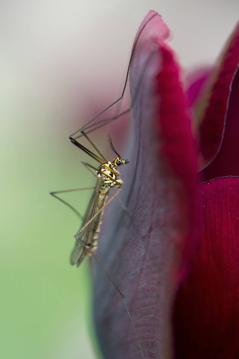 Schnake auf Tulpe