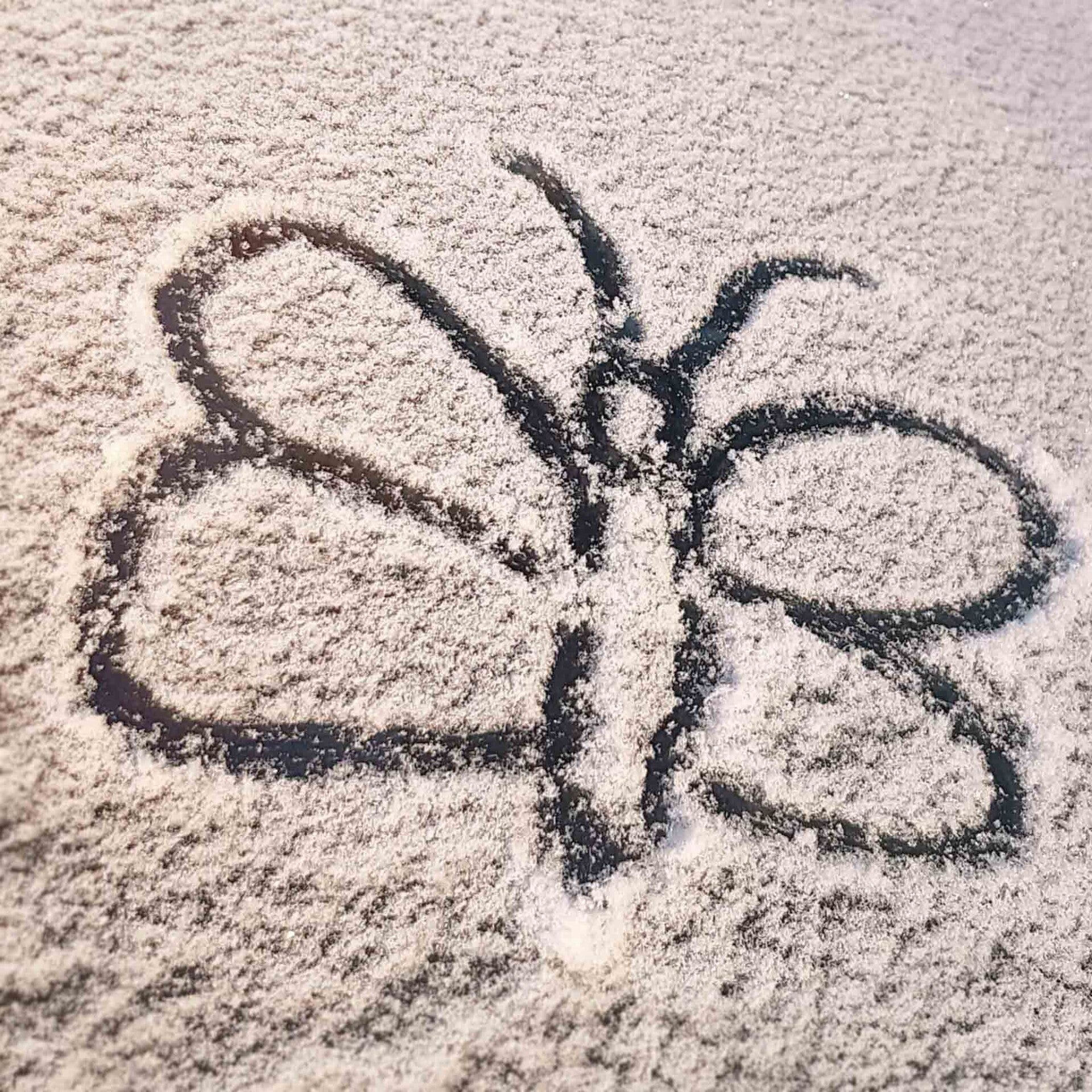 wir flattern auf heimische nachtfalter tagfalter raupen nahrungspflanzen österreich petra urbanek inge biller sabine gasparitz wirflatternauf bugs-team