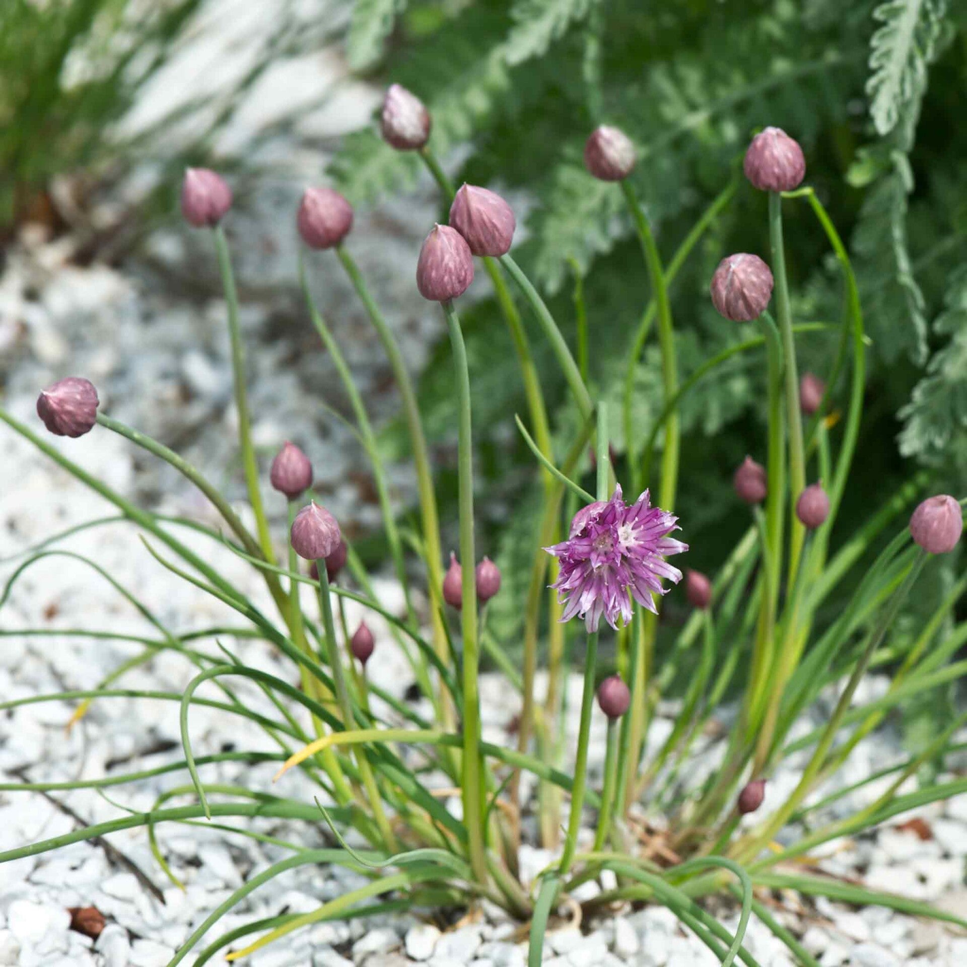 wir flattern auf heimische nachtfalter tagfalter raupen nahrungspflanzen österreich petra urbanek inge biller sabine gasparitz wirflatternauf bugs-team