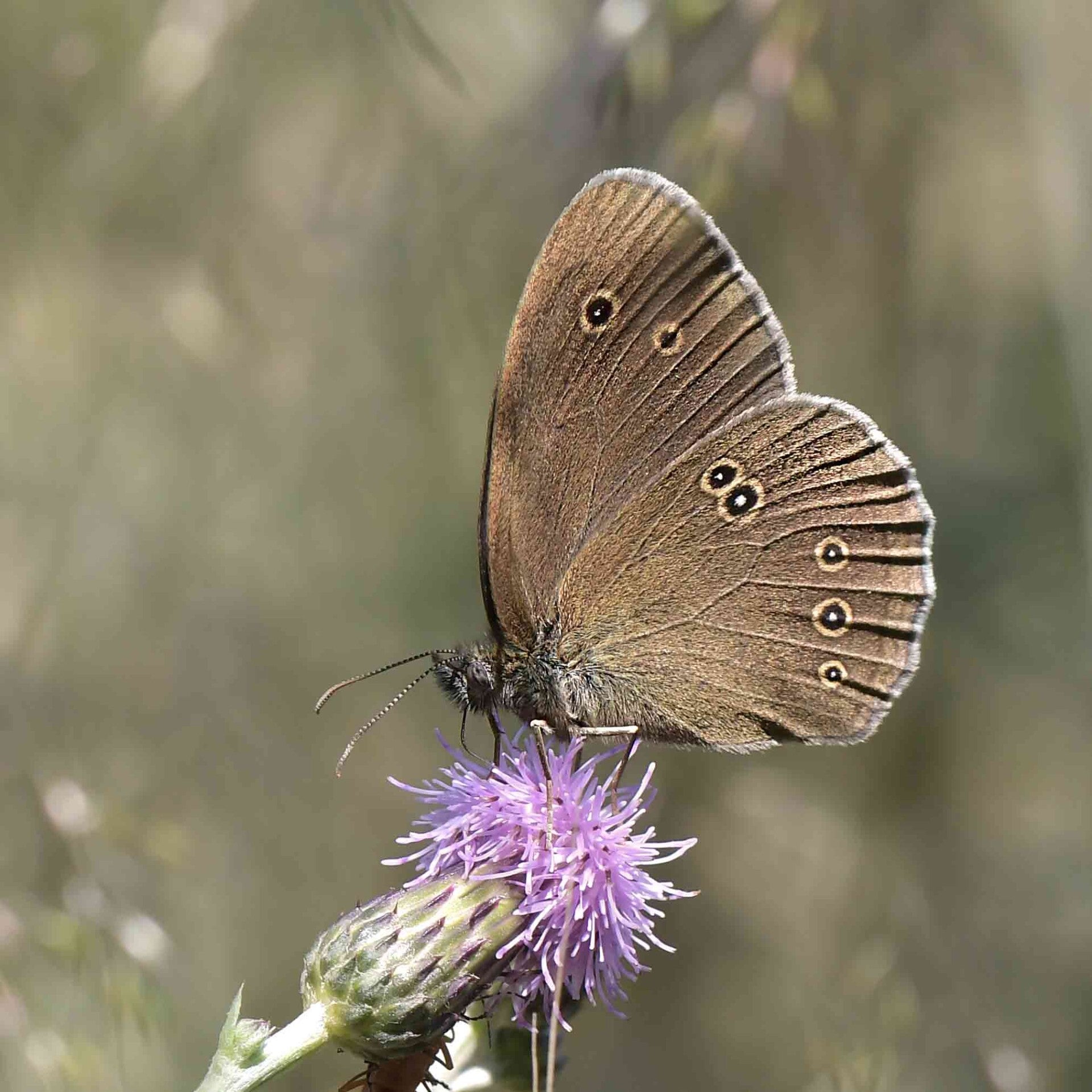 wir flattern auf heimische nachtfalter tagfalter raupen nahrungspflanzen österreich petra urbanek inge biller sabine gasparitz wirflatternauf bugs-team