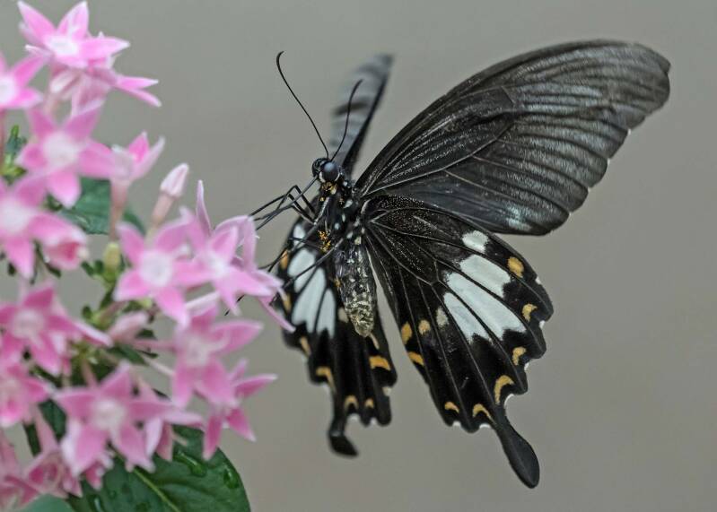 schwalbenschwanz-art-papilio-nephelus-standard.jpg