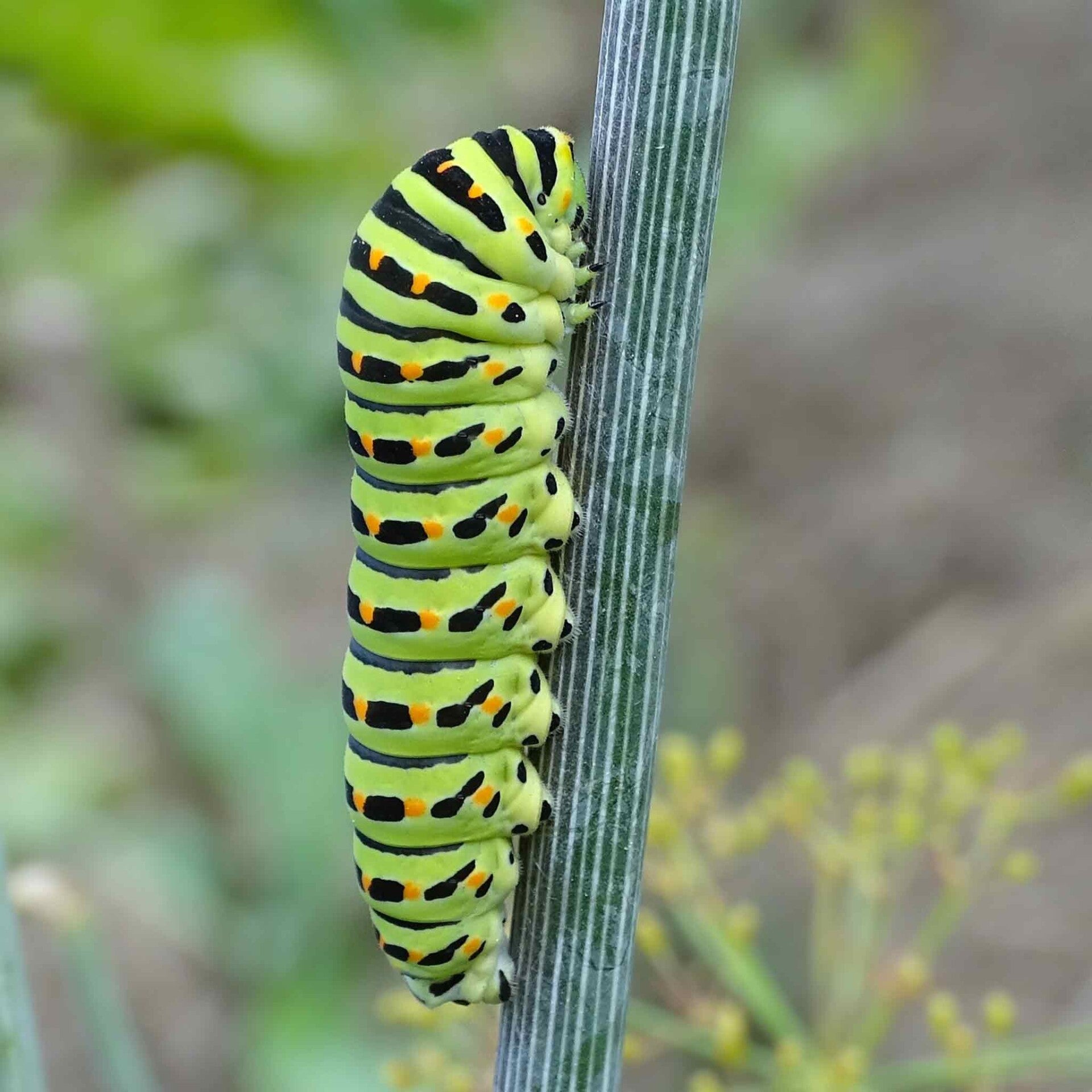wir flattern auf heimische nachtfalter tagfalter raupen nahrungspflanzen österreich petra urbanek inge biller sabine gasparitz wirflatternauf bugs-team