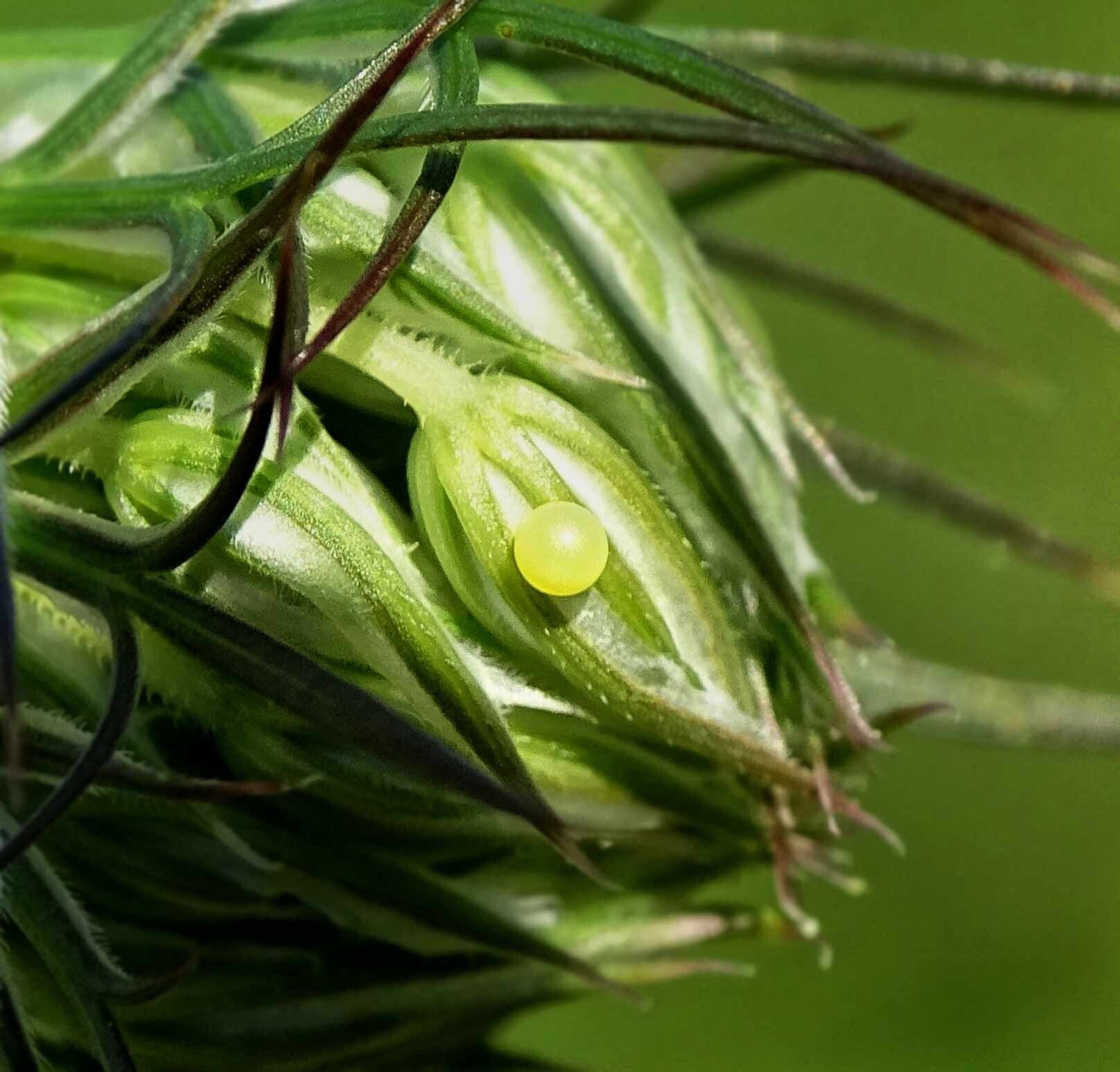 Papilio machaon Schwalbenschwan