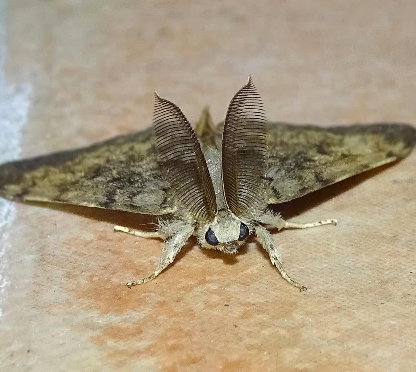 wir flattern auf heimische nachtfalter tagfalter raupen nahrungspflanzen österreich petra urbanek inge biller sabine gasparitz wirflatternauf bugs-team