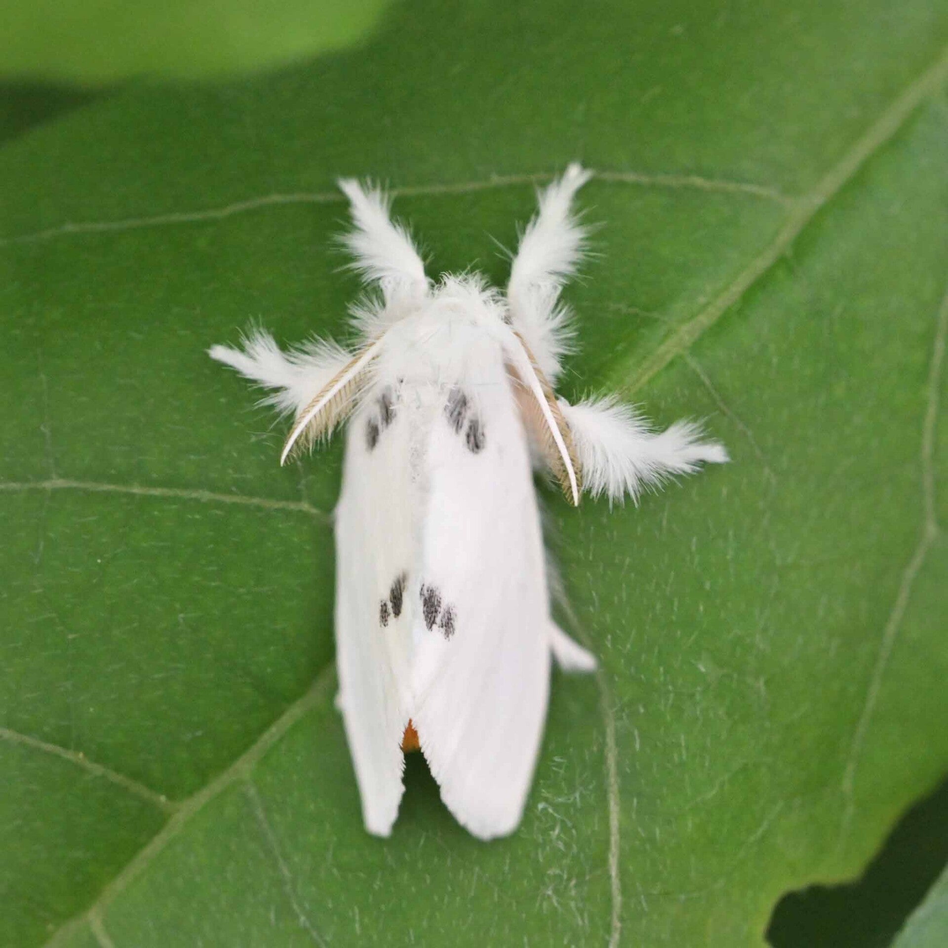 wir flattern auf heimische nachtfalter tagfalter raupen nahrungspflanzen österreich petra urbanek inge biller sabine gasparitz wirflatternauf bugs-team