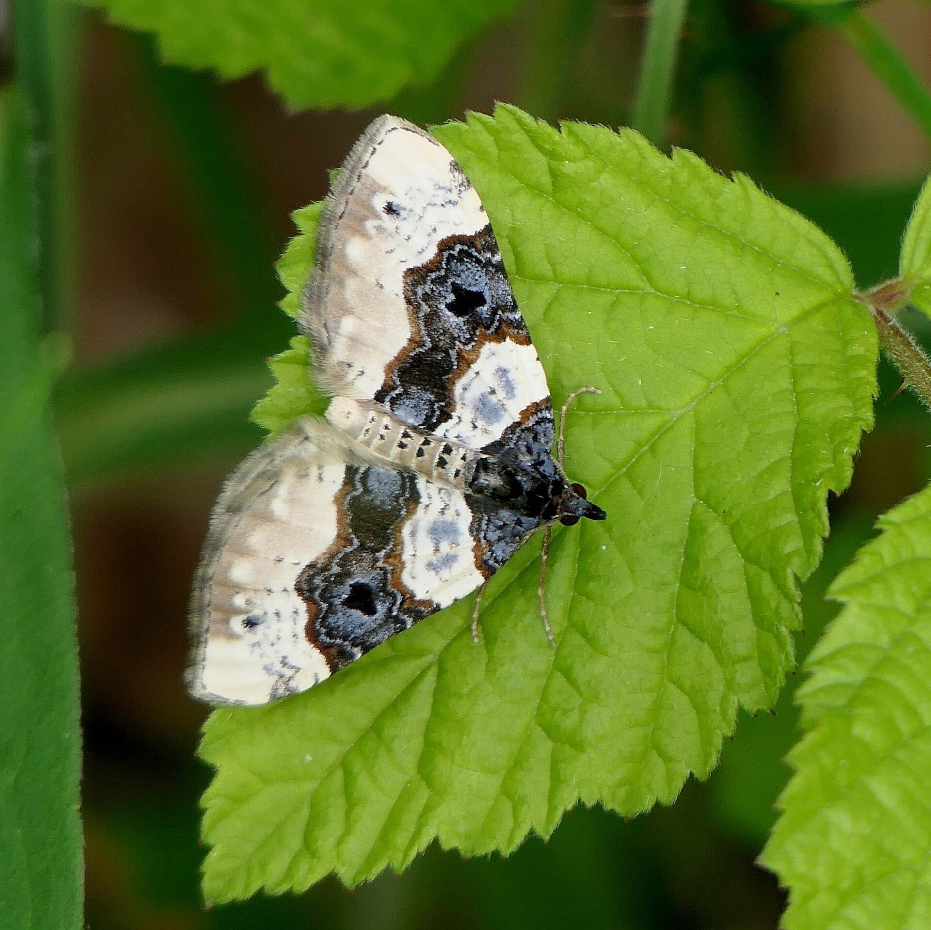 wir flattern auf heimische nachtfalter tagfalter raupen nahrungspflanzen österreich petra urbanek inge biller sabine gasparitz wirflatternauf bugs-team