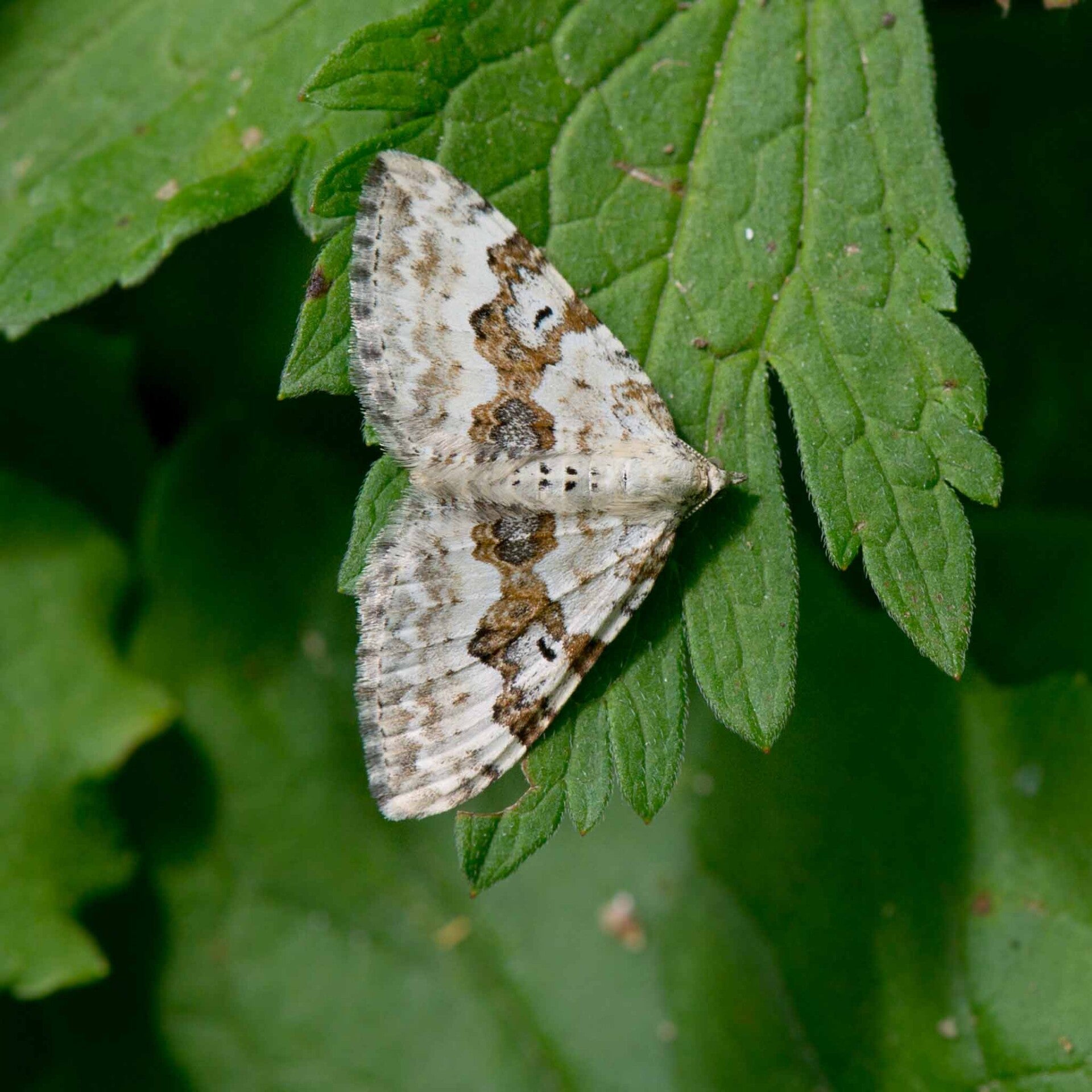 wir flattern auf heimische nachtfalter tagfalter raupen nahrungspflanzen österreich petra urbanek inge biller sabine gasparitz wirflatternauf bugs-team