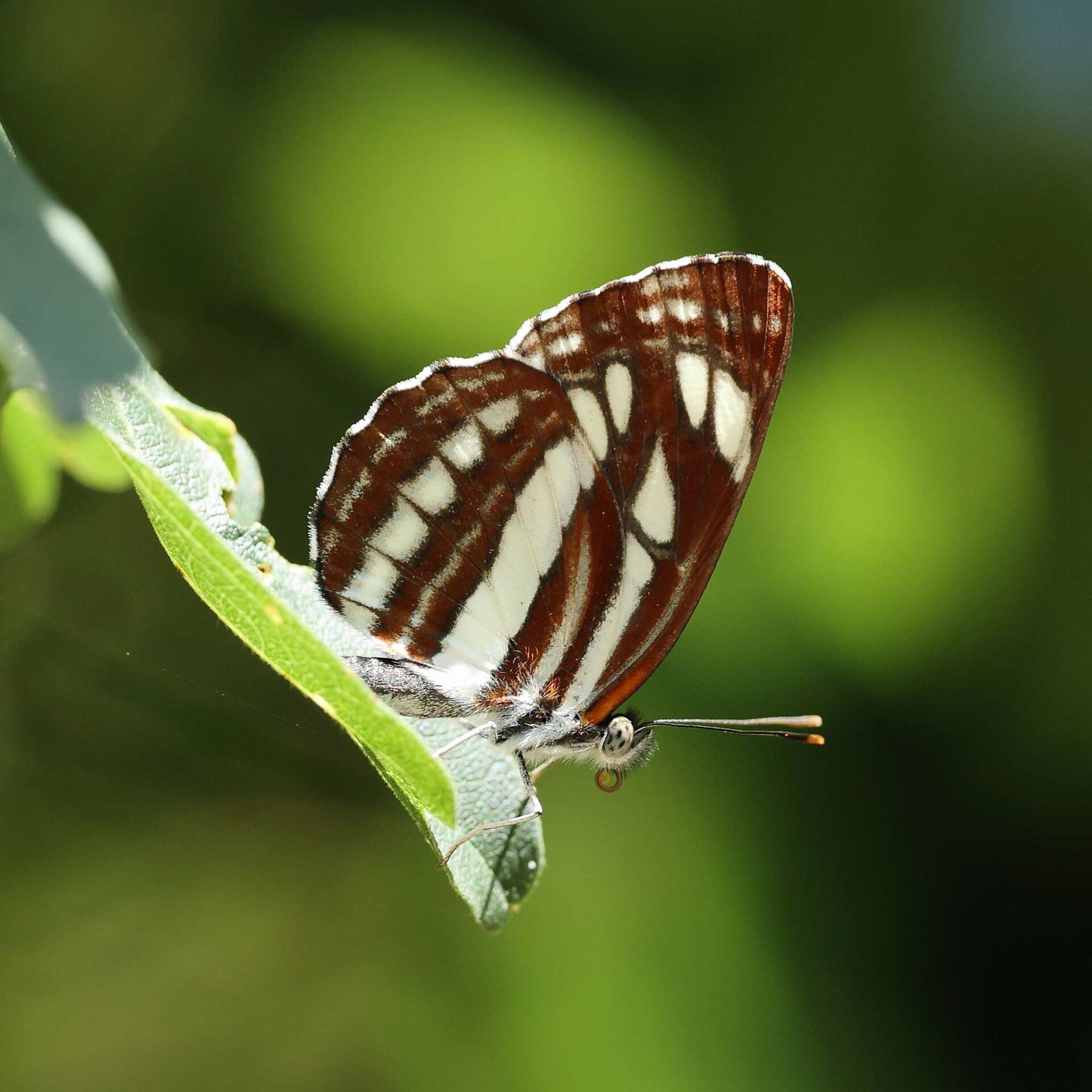 wir flattern auf heimische nachtfalter tagfalter raupen nahrungspflanzen österreich petra urbanek inge biller sabine gasparitz wirflatternauf bugs-team