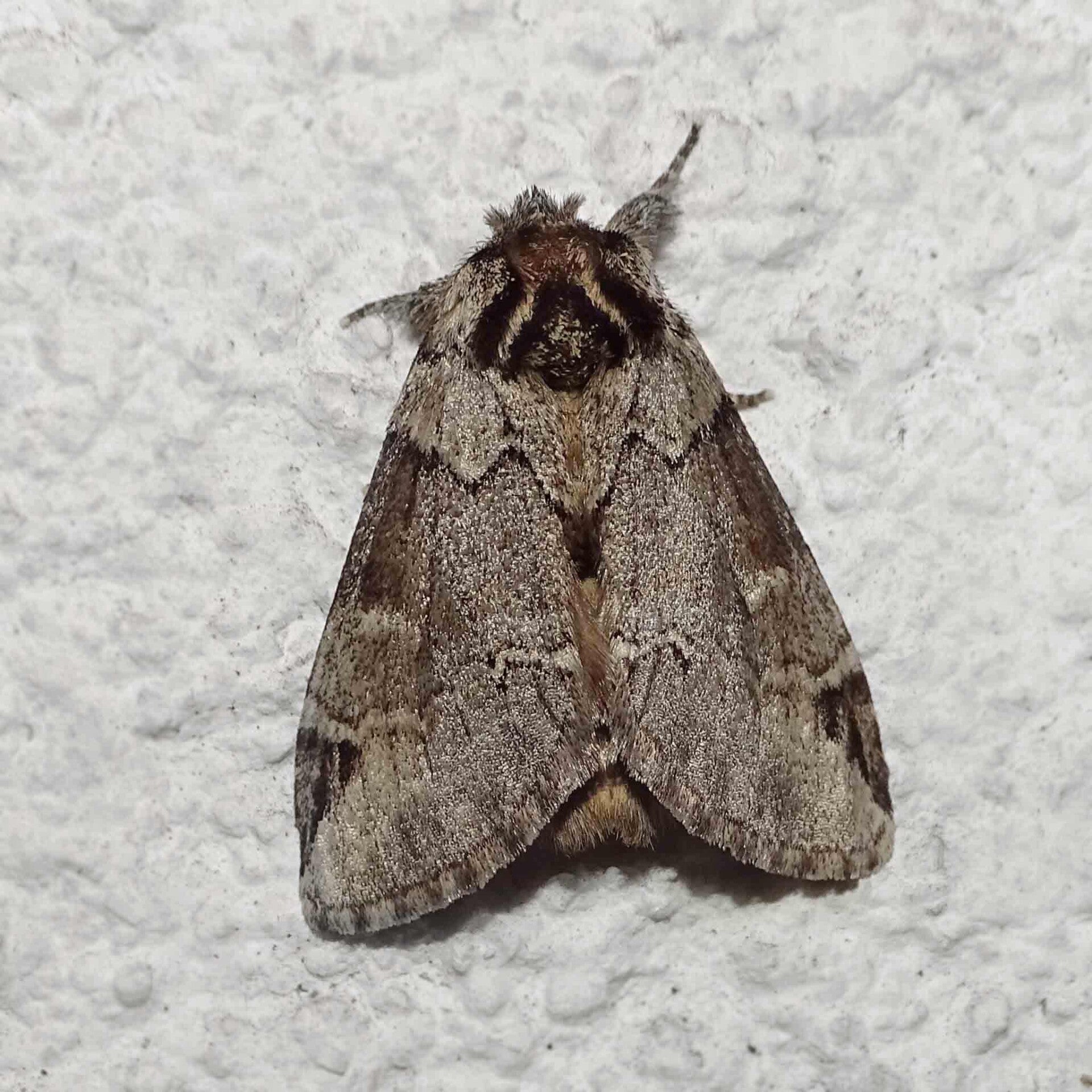 Schwarzeck-Zahnspinner Drymonia obliterata wir flattern auf heimische nachtfalter tagfalter raupen nahrungspflanzen österreich petra urbanek inge biller sabine gasparitz wirflatternauf bugs-team