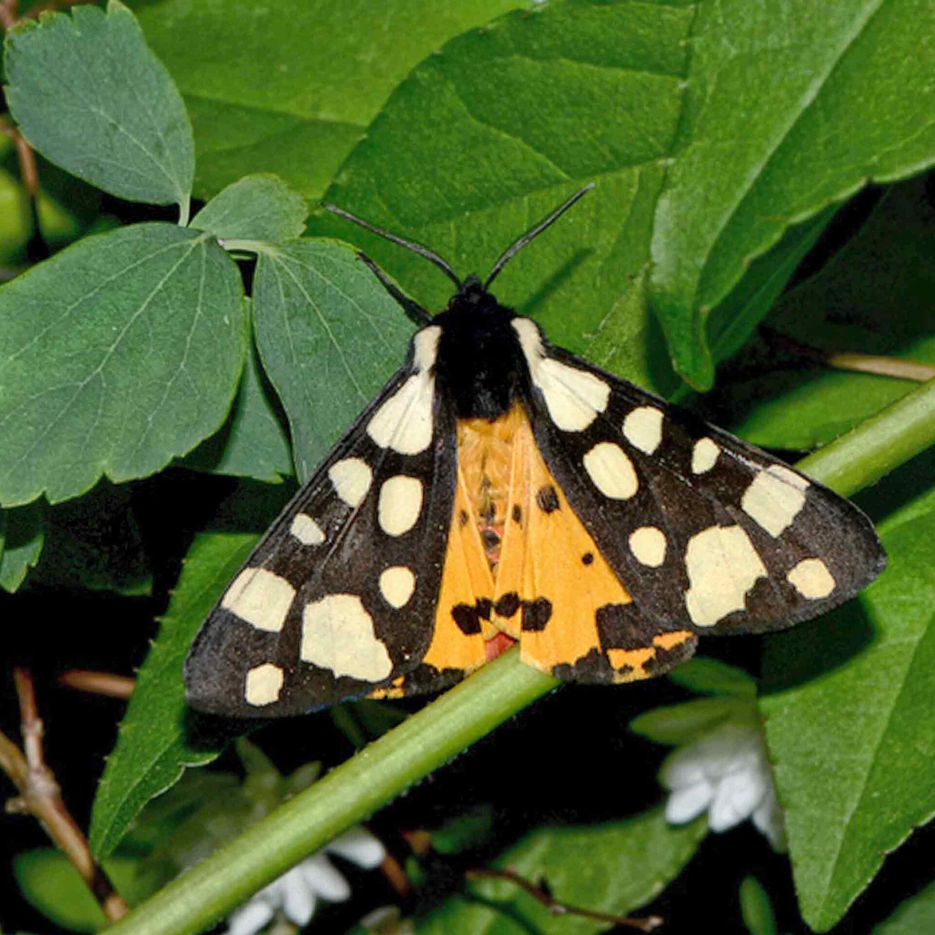 wir flattern auf heimische nachtfalter tagfalter raupen nahrungspflanzen österreich petra urbanek inge biller sabine gasparitz wirflatternauf bugs-team