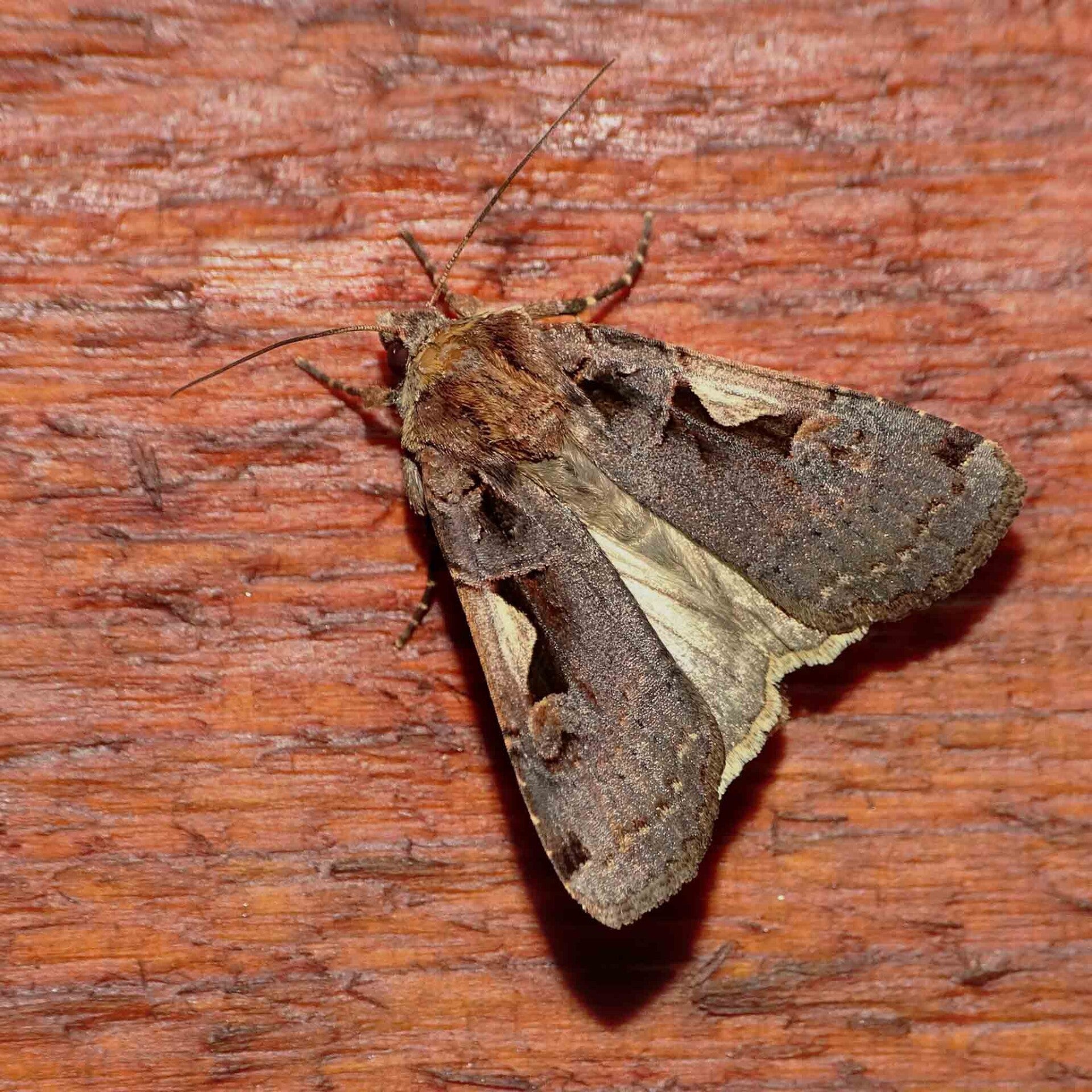 wir flattern auf heimische nachtfalter tagfalter raupen nahrungspflanzen österreich petra urbanek inge biller sabine gasparitz wirflatternauf bugs-team