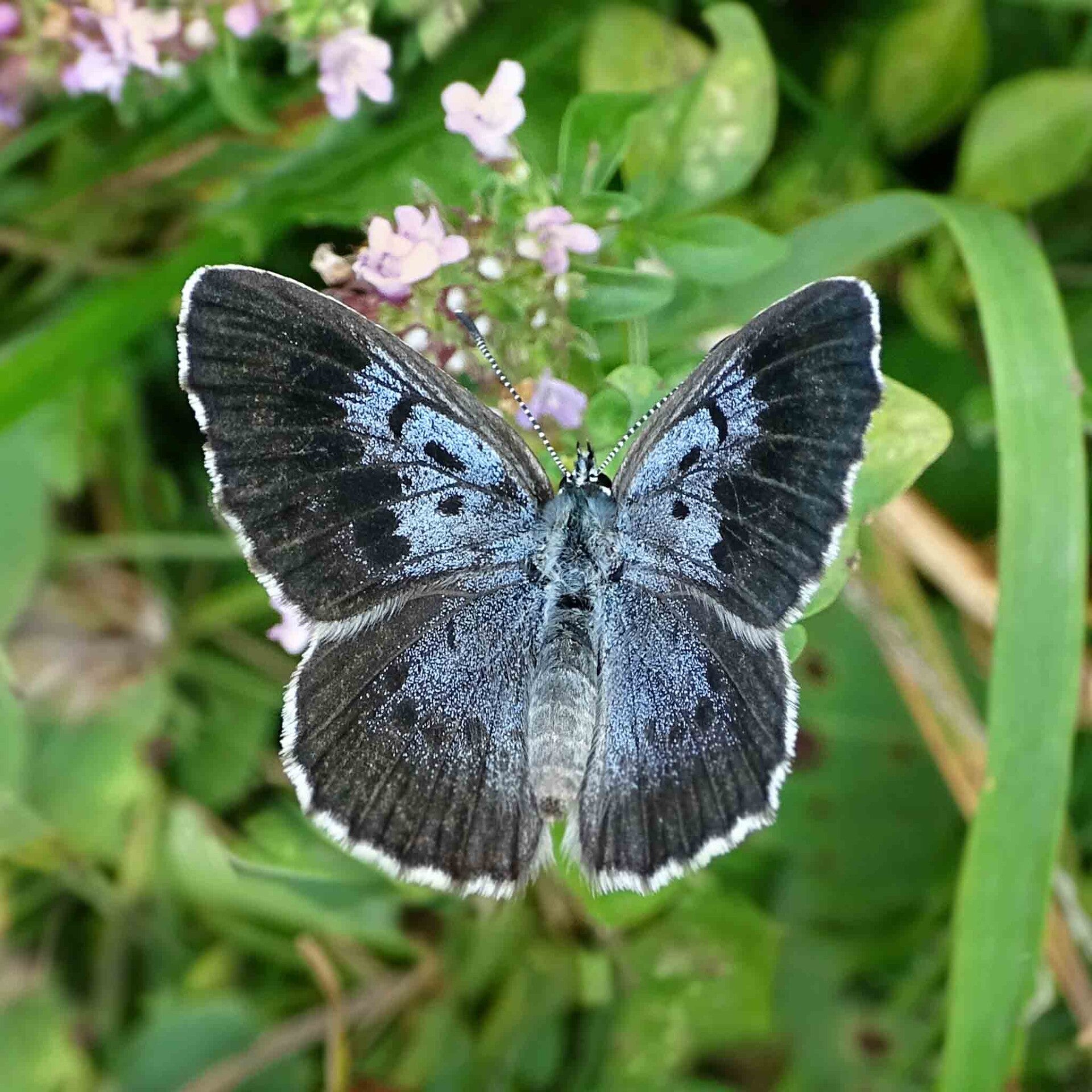 Schwarzfleckiger Ameisen-Bläuling Phengaris arion wir flattern auf heimische nachtfalter tagfalter raupen nahrungspflanzen österreich petra urbanek inge biller sabine gasparitz wirflatternauf bugs-team
