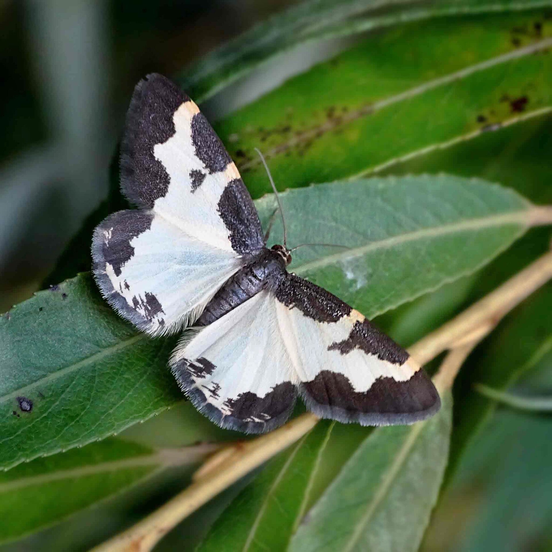 wir flattern auf heimische nachtfalter tagfalter raupen nahrungspflanzen österreich petra urbanek inge biller sabine gasparitz wirflatternauf bugs-team