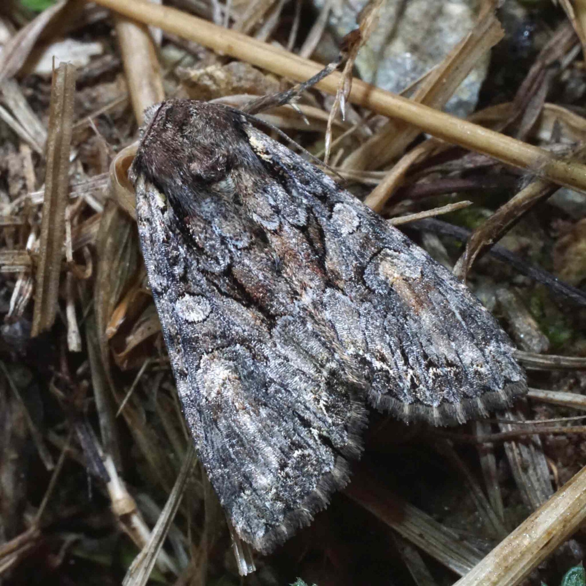 wir flattern auf heimische nachtfalter tagfalter raupen nahrungspflanzen österreich petra urbanek inge biller sabine gasparitz wirflatternauf bugs-team