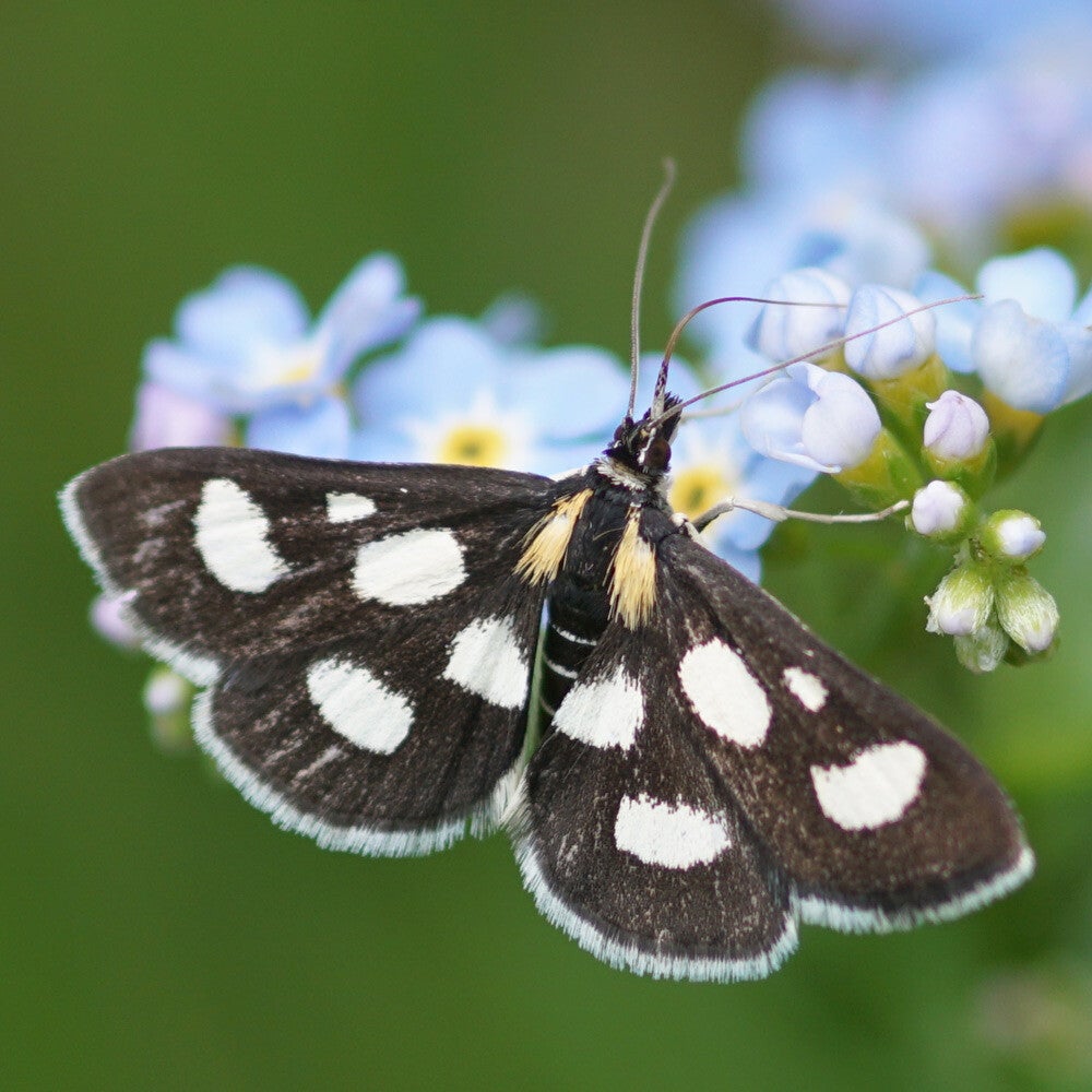 wir flattern auf heimische nachtfalter tagfalter raupen nahrungspflanzen österreich petra urbanek inge biller sabine gasparitz wirflatternauf bugs-team